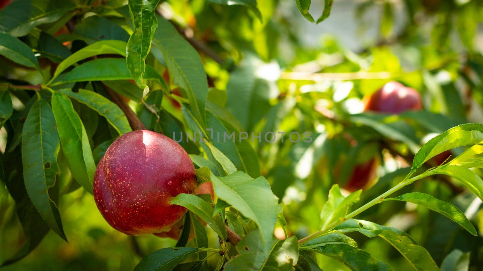 Nectarine peaches grows on tree in sunlight. Fresh organic natural fruit in sun light blur green background