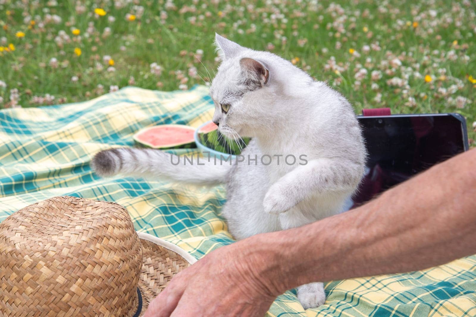 cute kitten sits on a laptop keyboard on a green garden lawn,the owner works in nature with a fluffy pet, outdoor picnic,Digital technology,Stop working, pay attention to me,High Quality Photo