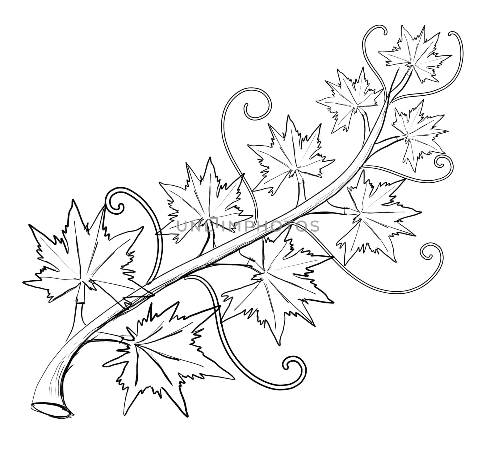 pumpkin leaf vine hand drawn lines on Halloween day On a white background, isolate