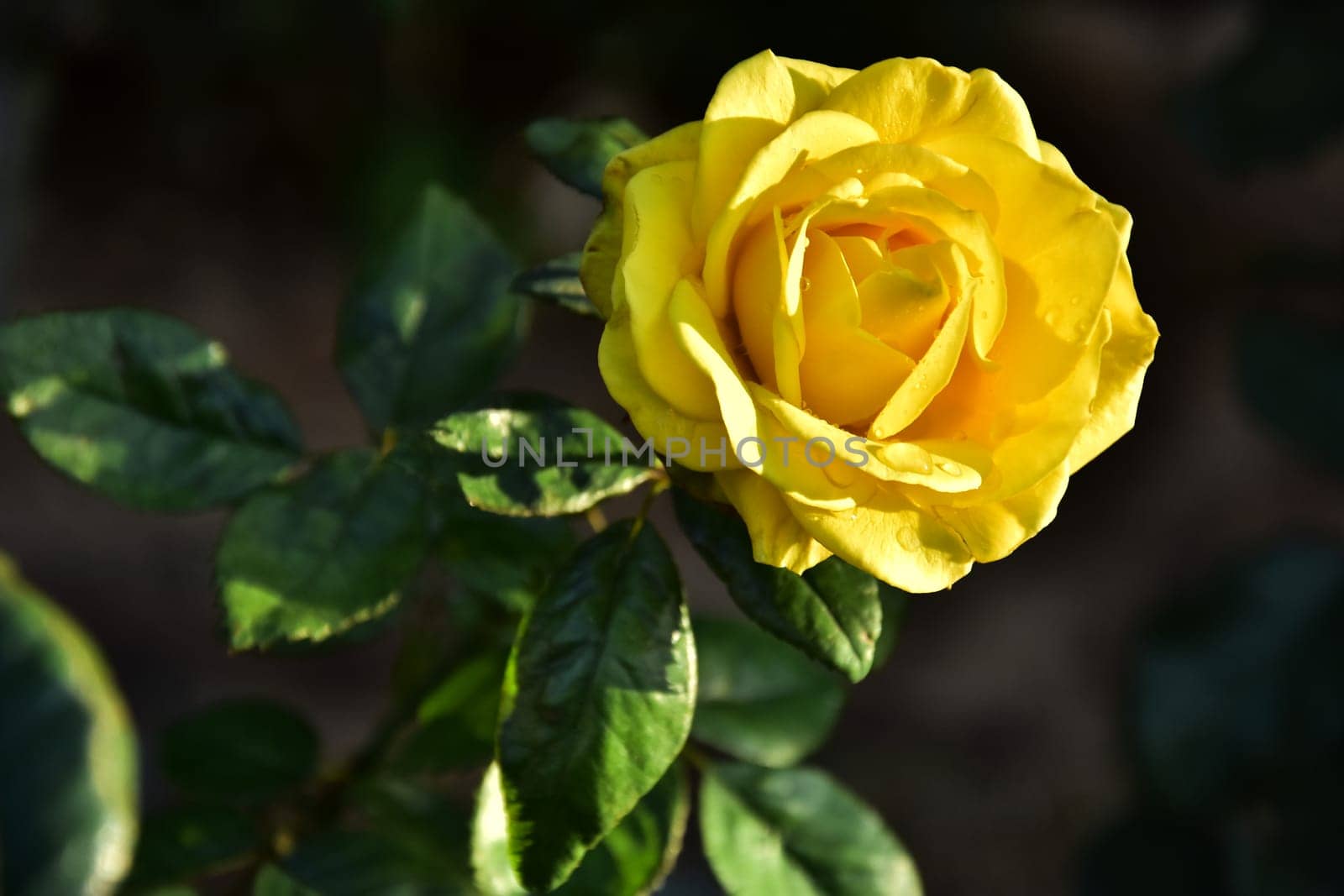 Yellow beautiful rose with petals and leaves on a dark background, nature. High quality photo
