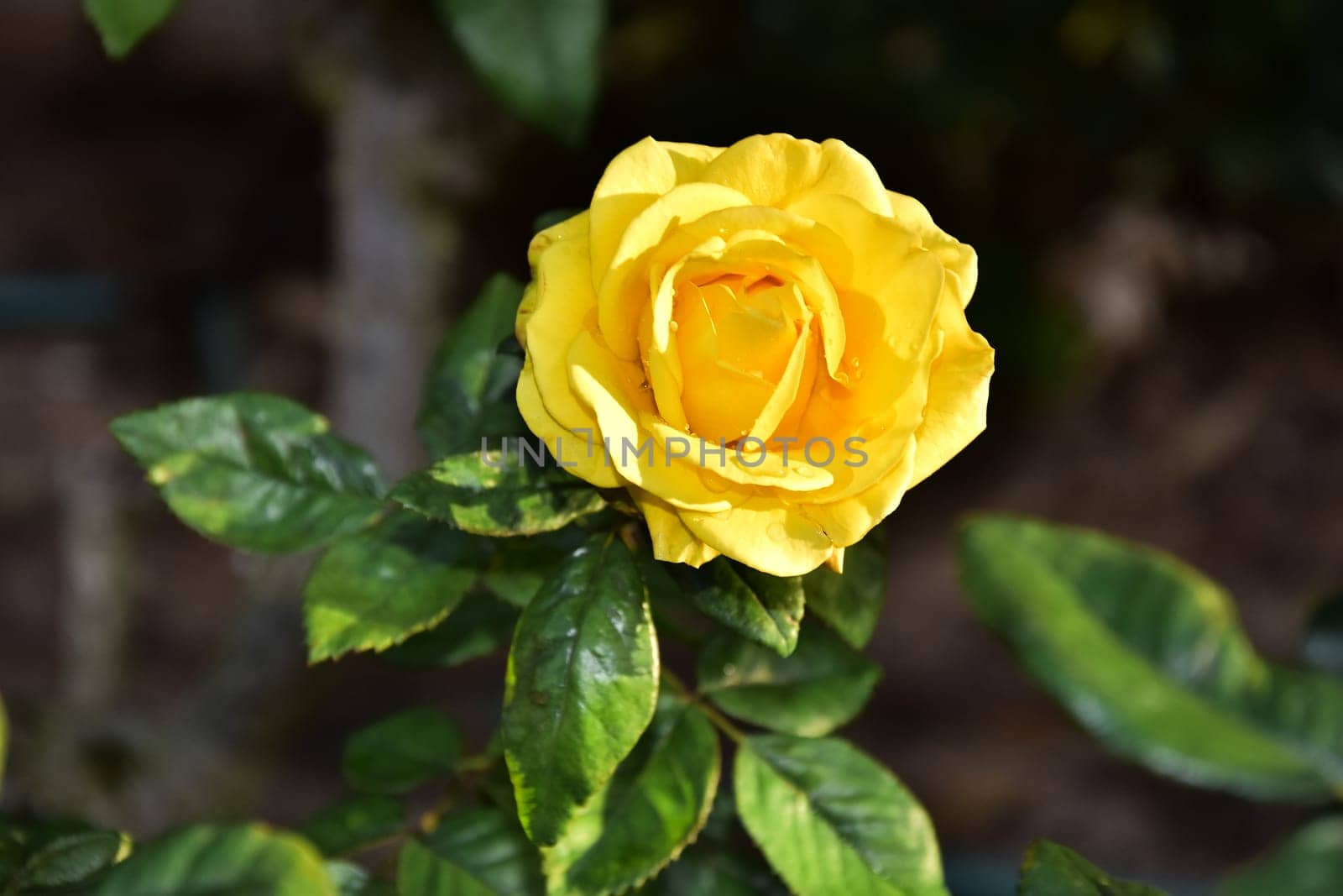 Yellow beautiful rose with petals and leaves on a dark background, nature. High quality photo