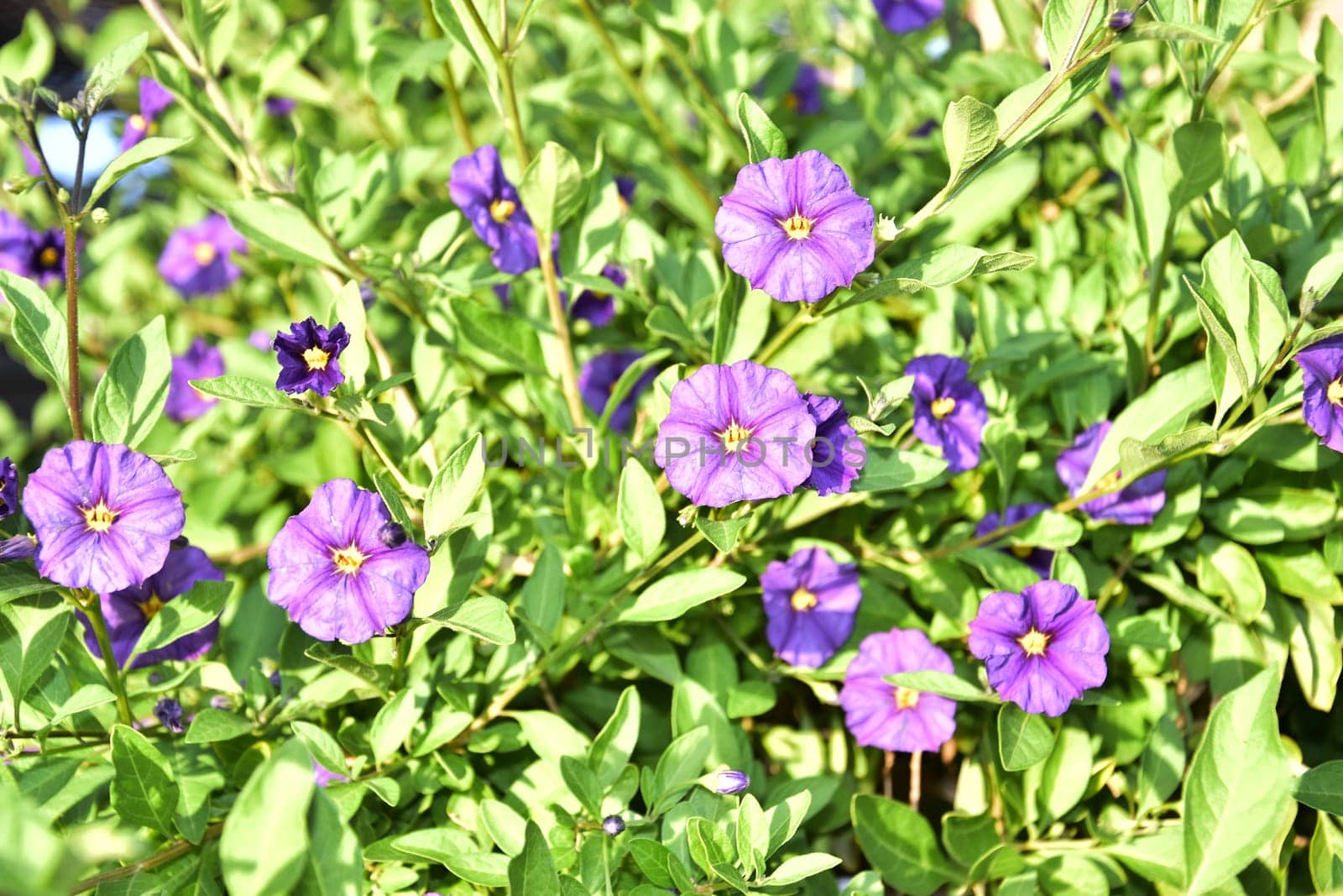 Purple round flowers with green leaves, natural background, wallpaper. High quality photo