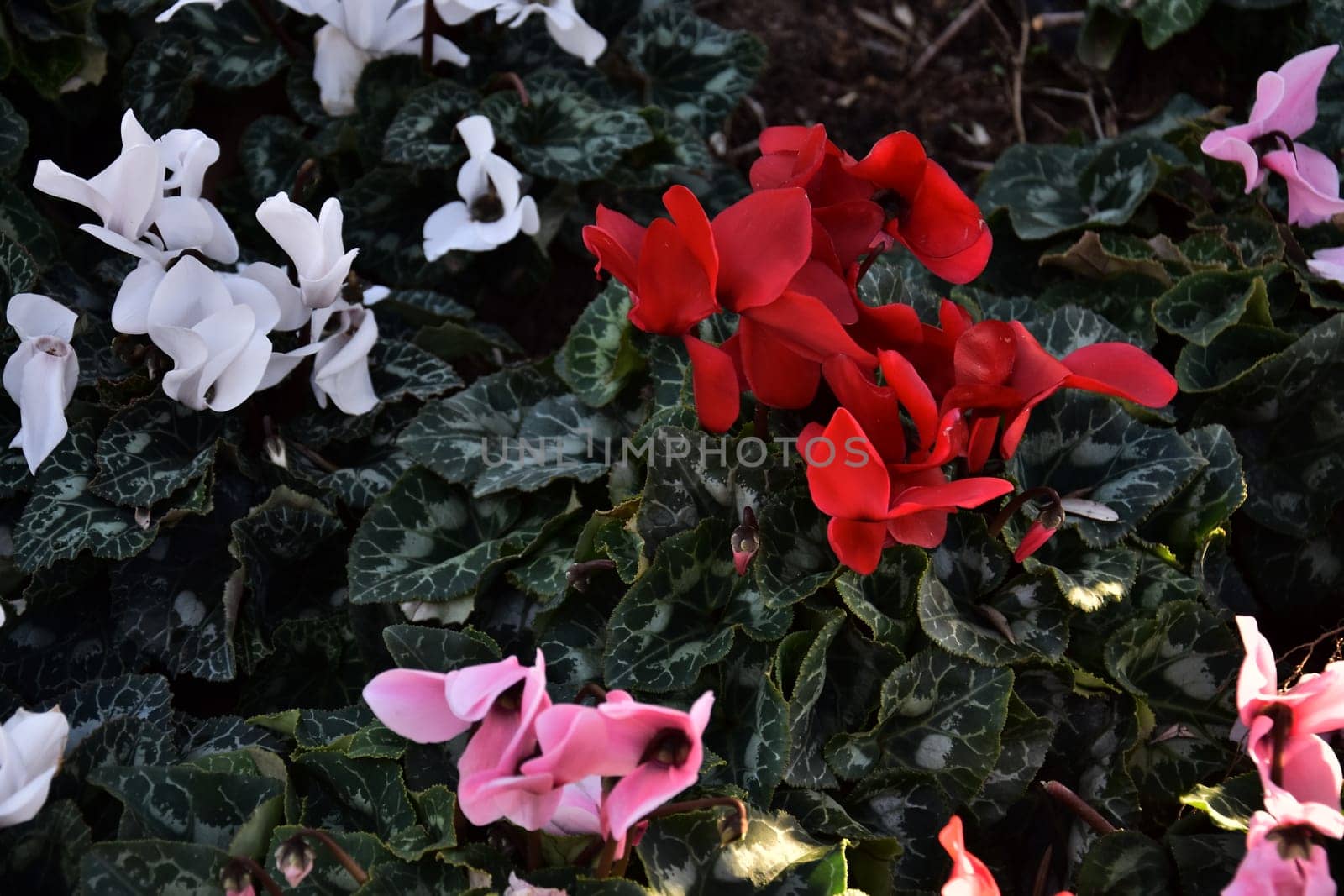 Red white and pink flowers with green leaves, natural background. High quality photo