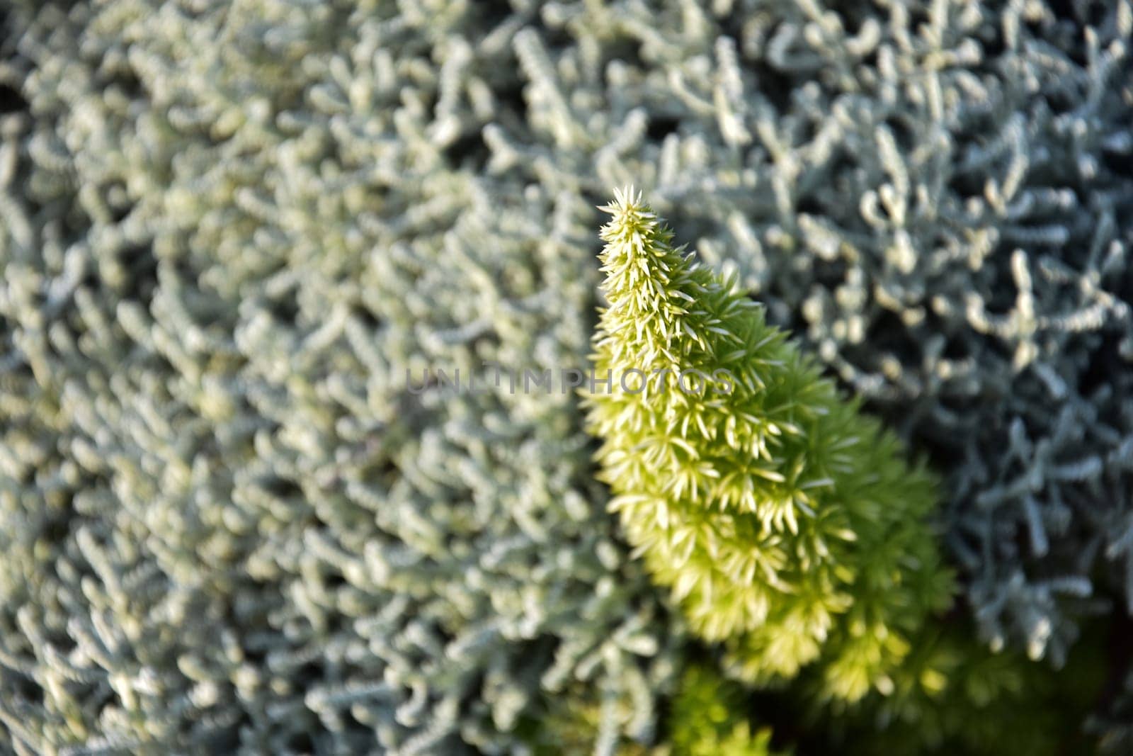 green bright fresh spiky plant stands out against the natural background. High quality photo
