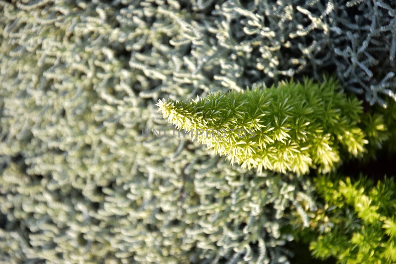 green bright fresh spiky plant stands out against the natural background. High quality photo