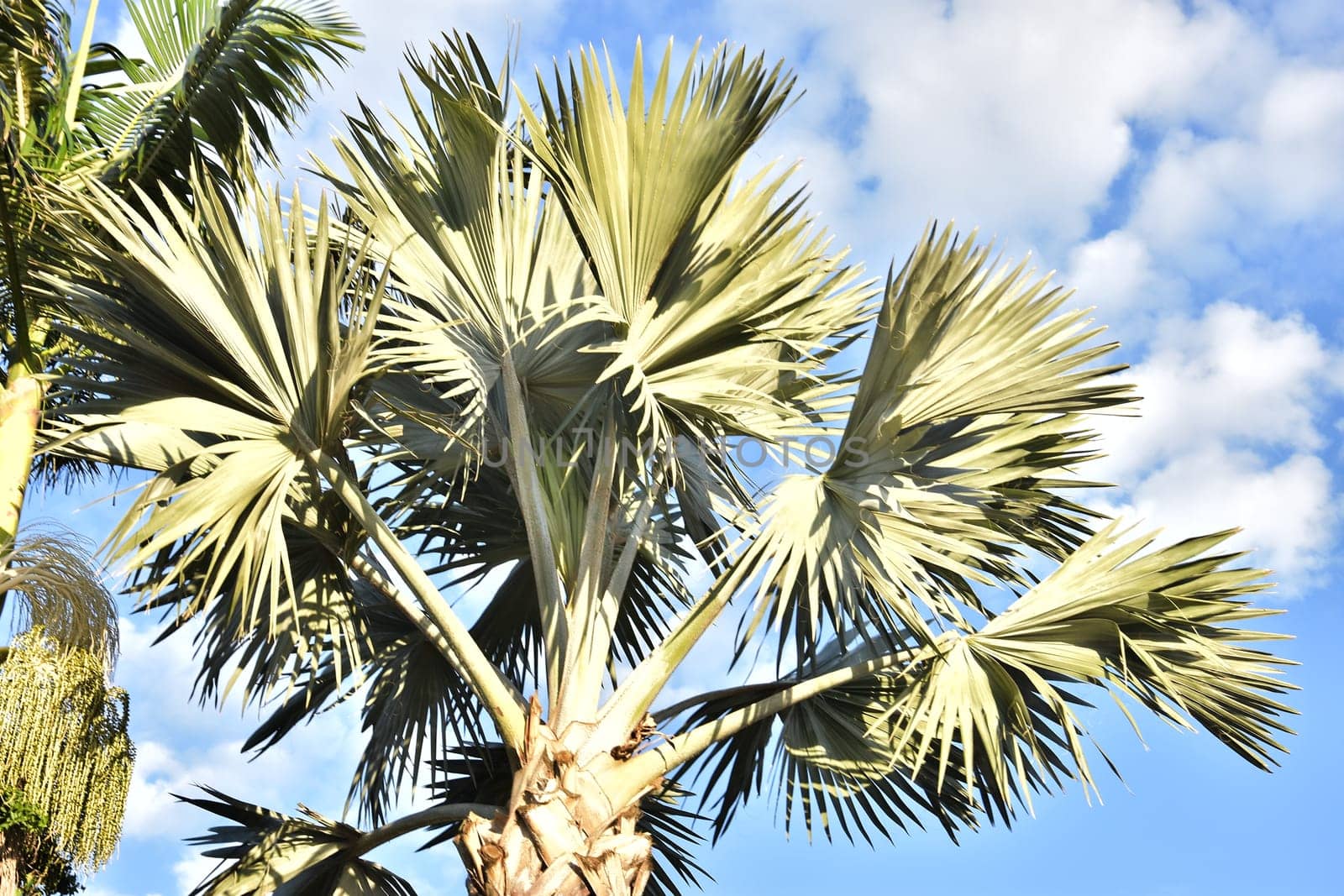 Green palm tree in blue sky. High quality photo