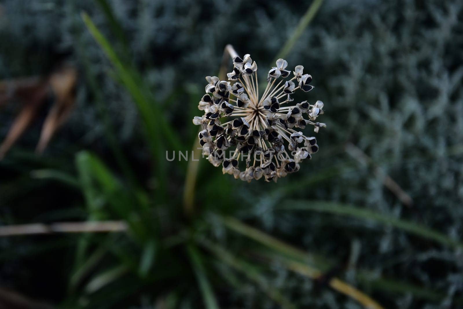 round flower on green summer background. High quality photo