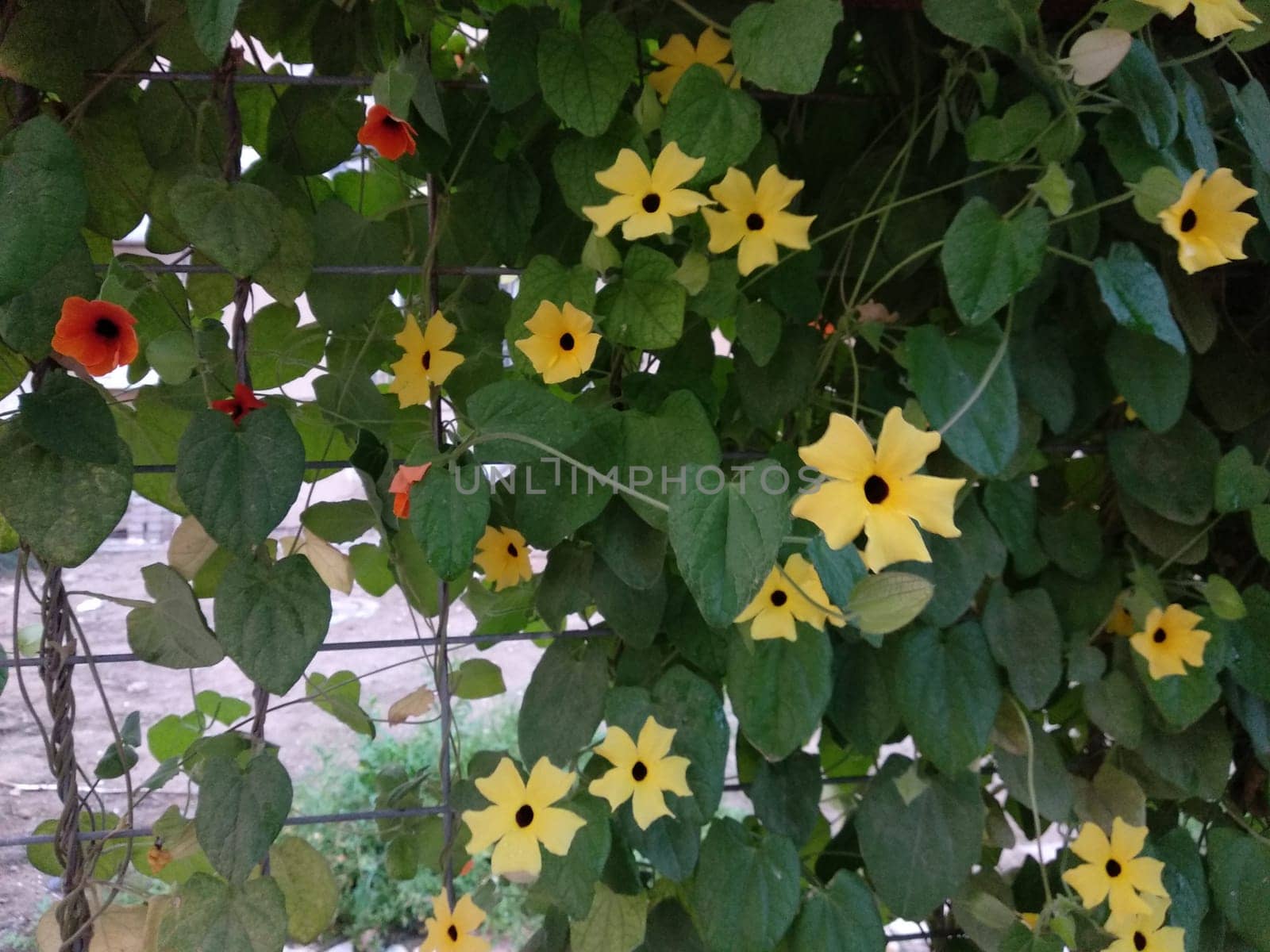 yellow flowers with leaves, decorative natural wall. High quality photo