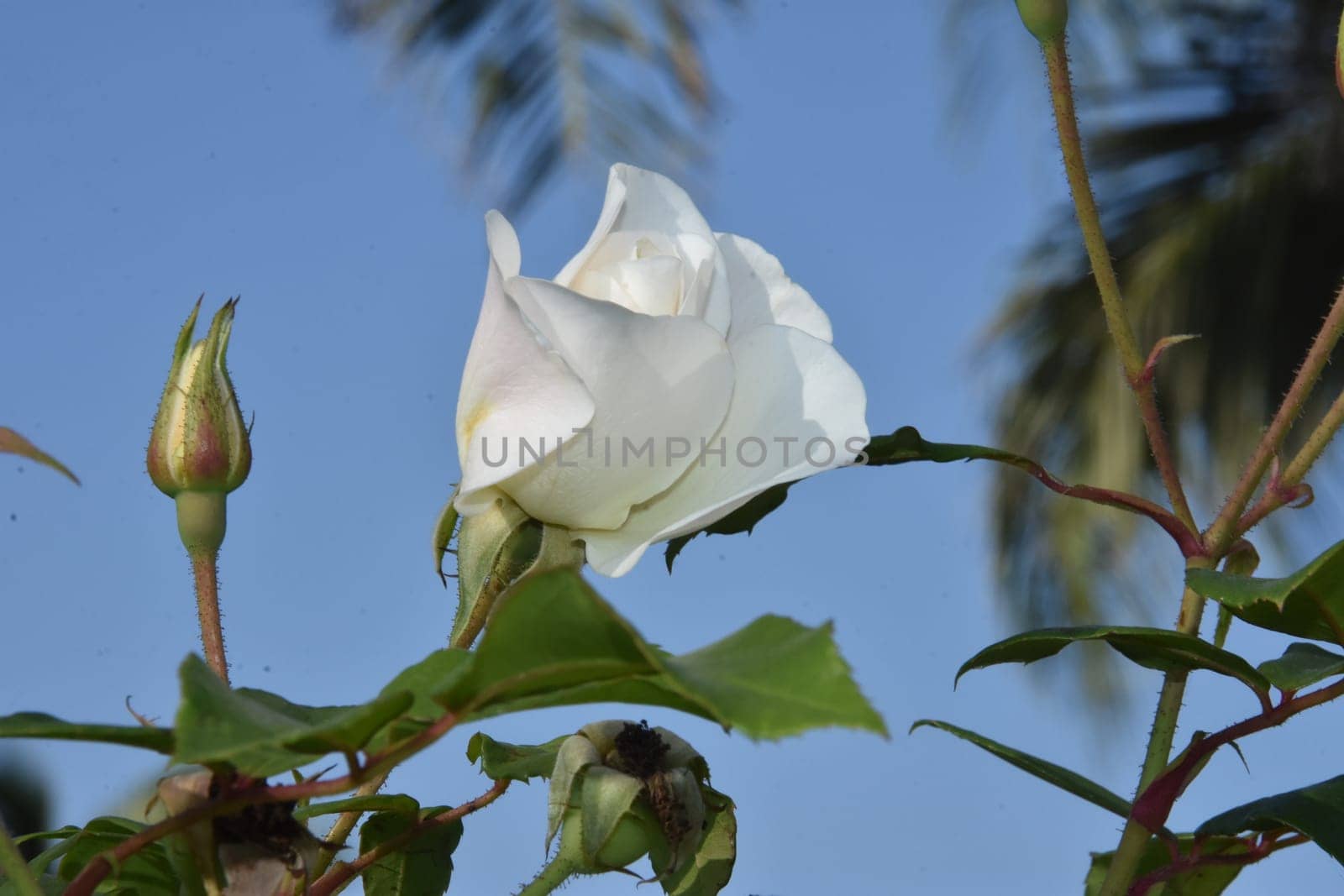 White fresh rose flower with leaves, blue sky. High quality photo