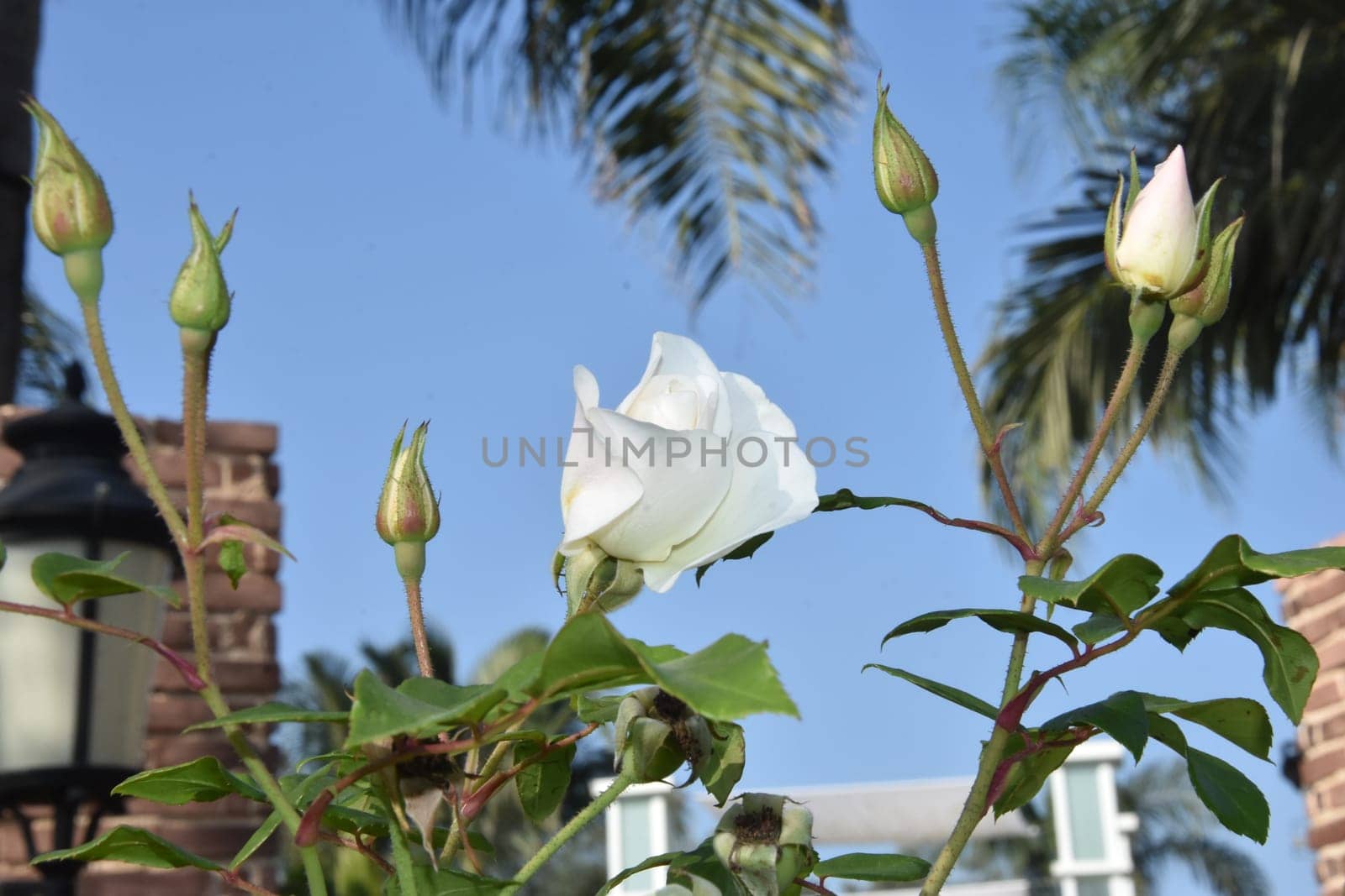 White fresh rose flower with leaves in the park. High quality photo