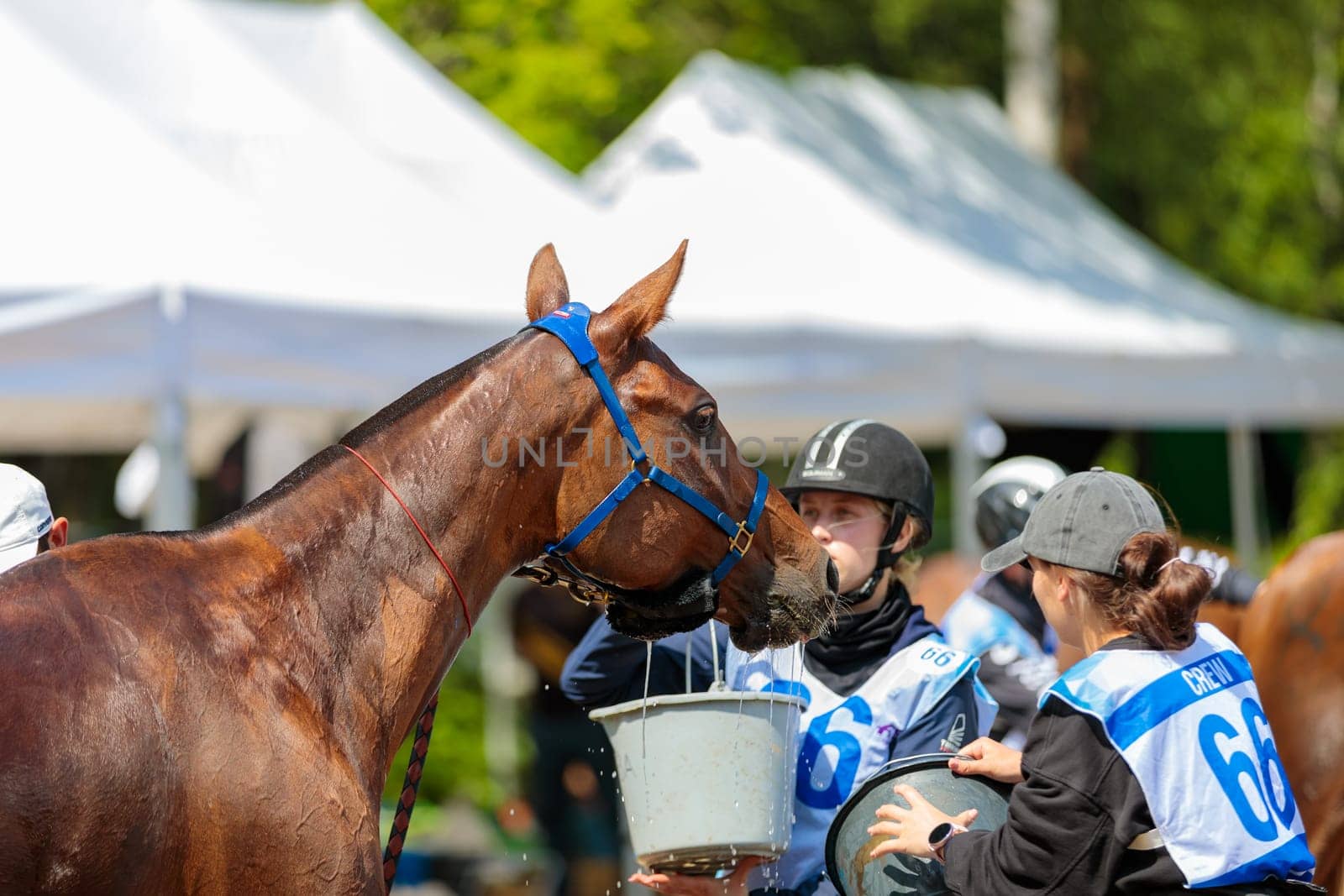 A tired horse drinks water in competitions, horse runs for long distances. Moscow Russia July 1, 2023. High quality photo