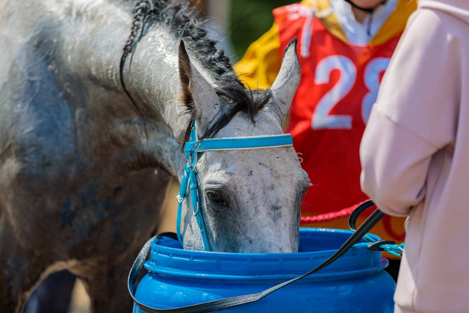 A tired horse drinks water in competitions, horse runs for long distances. Moscow Russia July 1, 2023 by Yurich32
