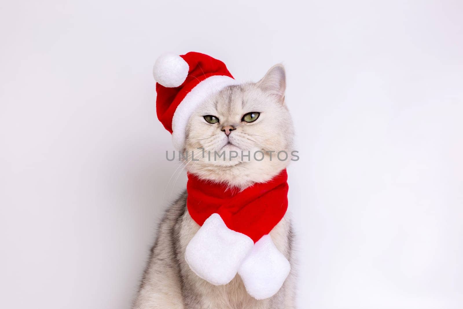 A serious white cat, sitting in a red Santa hat and a red scarf, looks into the camera,isolated on a white background. Close up. Copy space