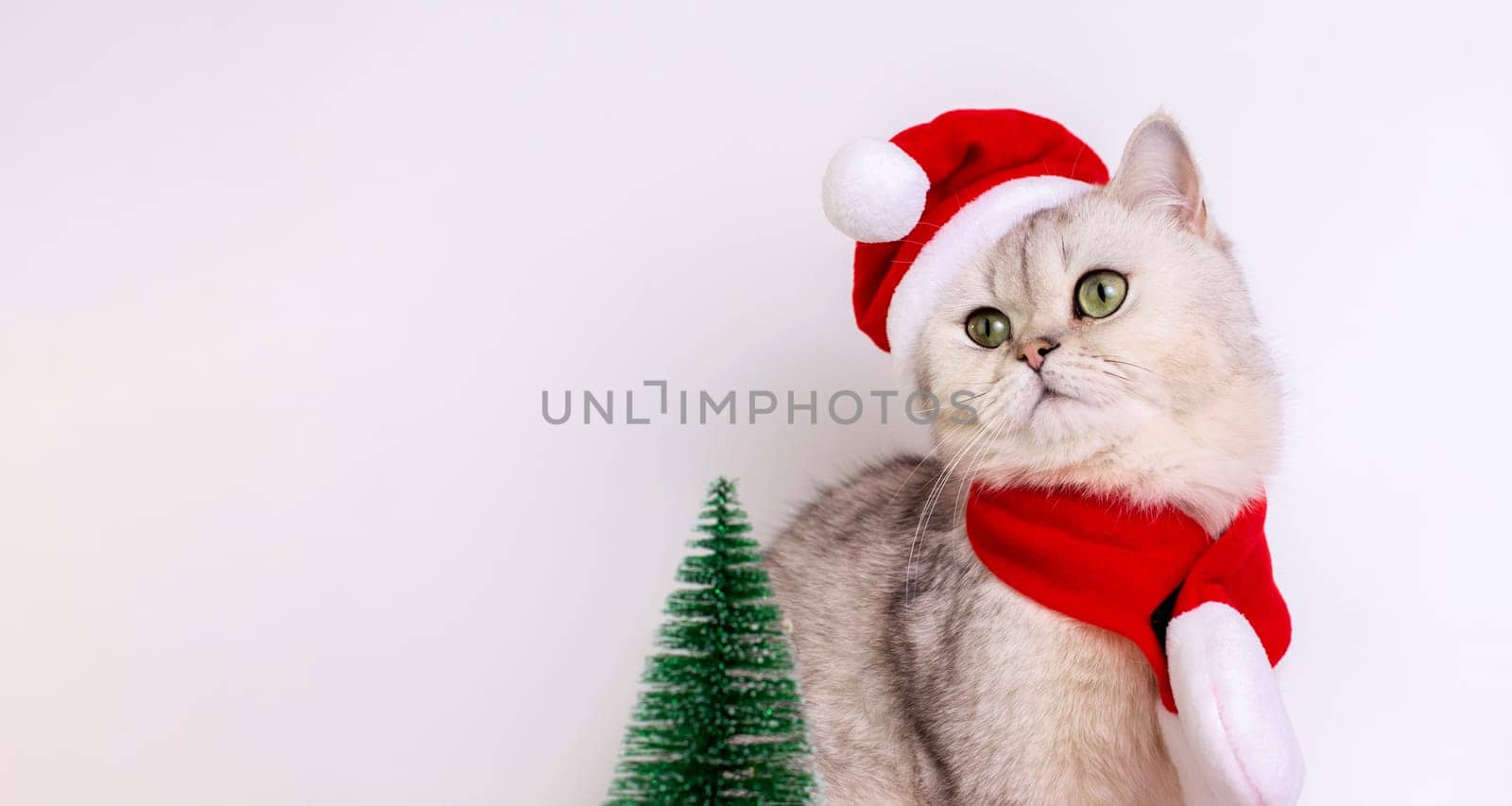 Cute white cat, wearing a red Santa Claus hat and a red scarf, sitting on a white background, looking away, there is a small green Christmas tree nearby. Close up. Copy space