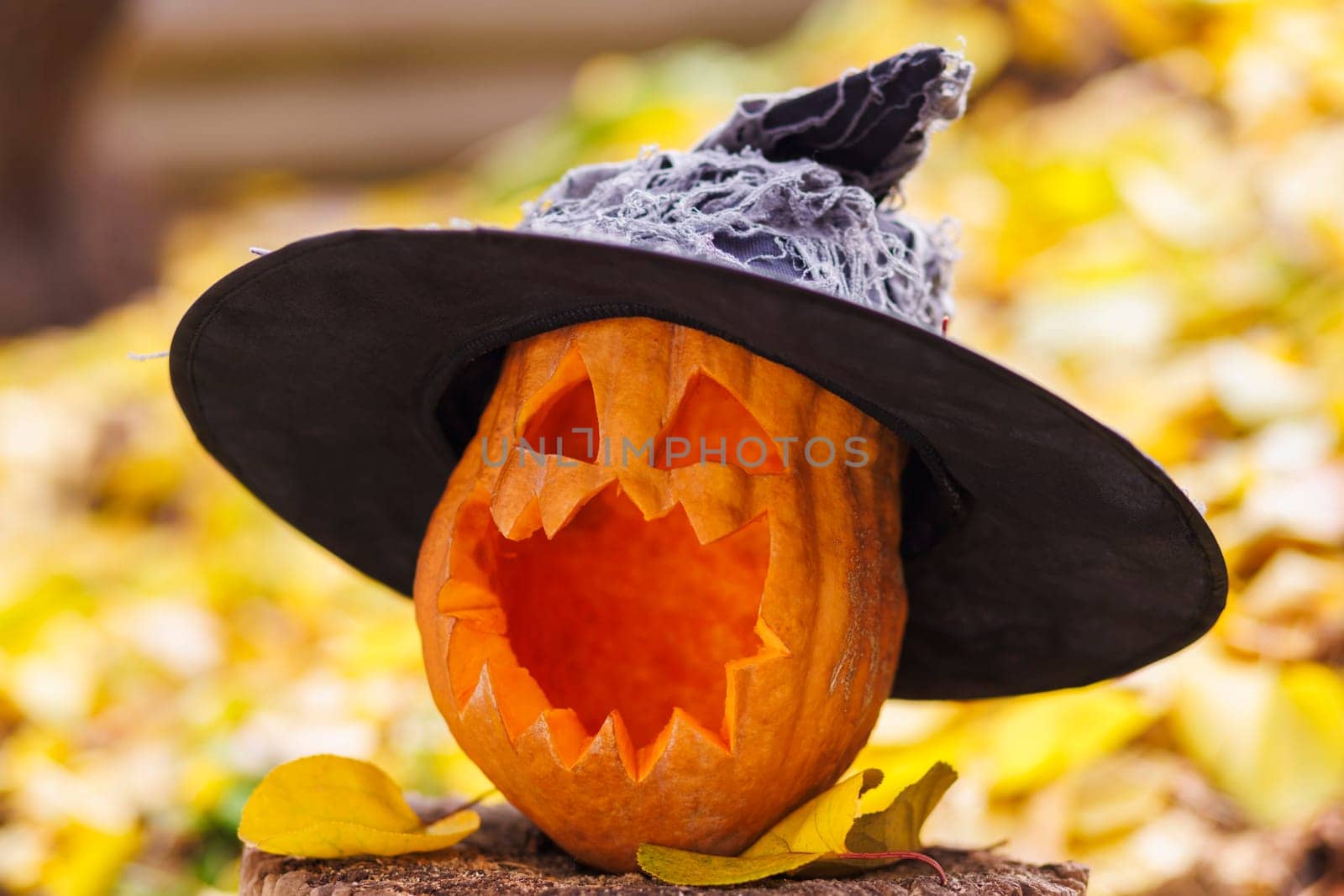 Halloween pumpkin in witch hat on yellow leaves in the park or forest in autumn. Halloween background, card, banner
