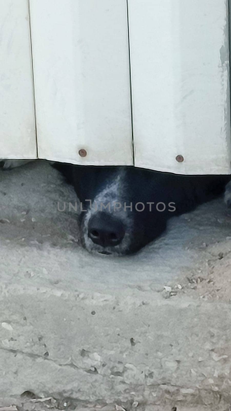 black dog german sh miepherd looks out from behind a white fence into the street. High quality photo