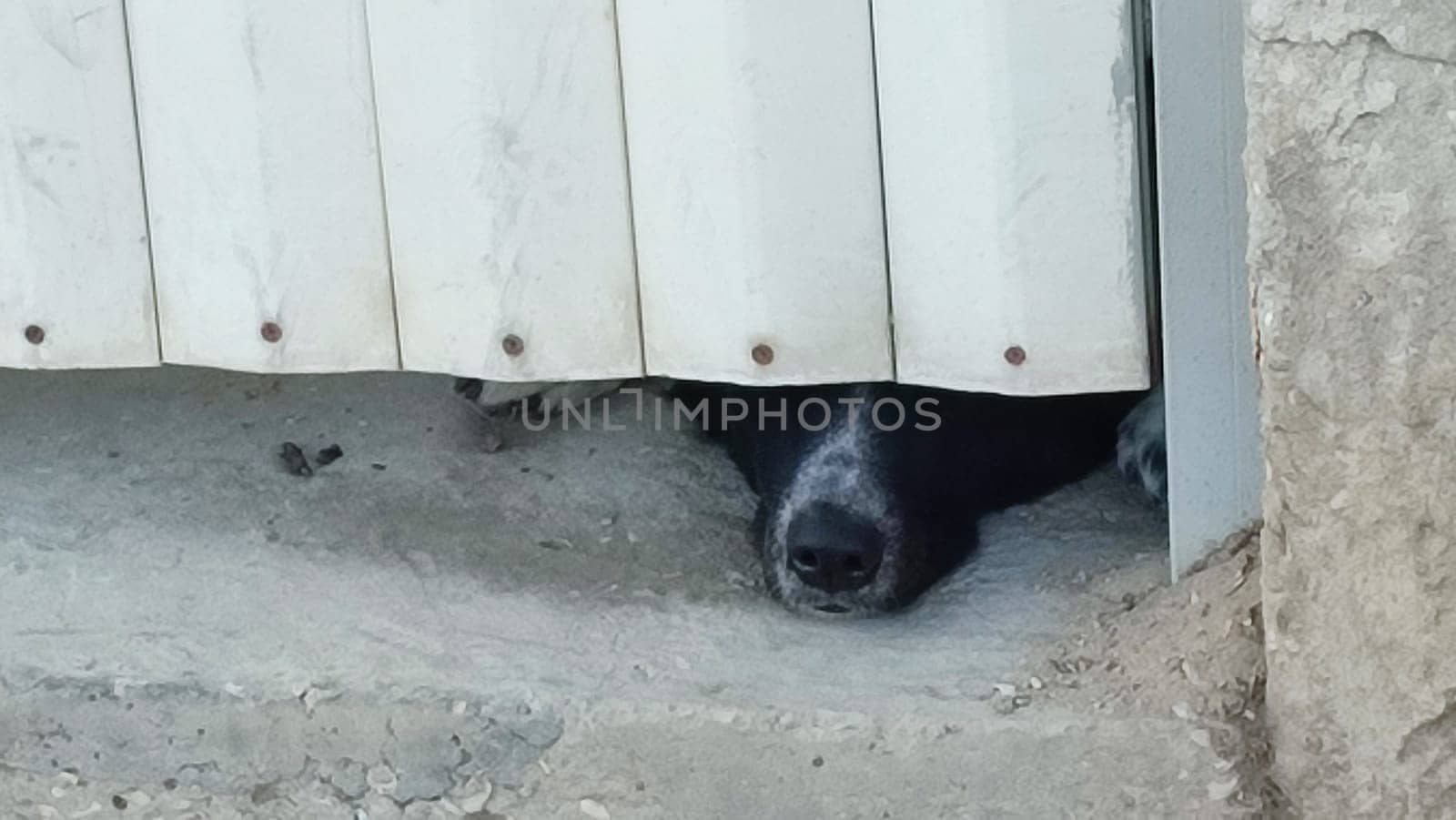 black dog german sh miepherd looks out from behind a white fence into the street. High quality photo