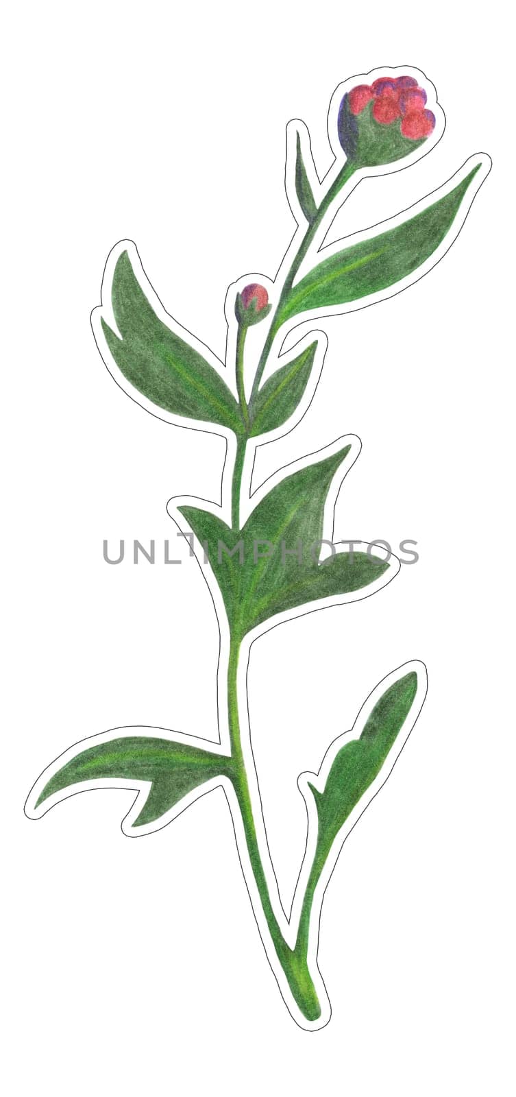 Hand Drawn Red Chrysanthemum Sticker Isolated on White Background. by Rina_Dozornaya