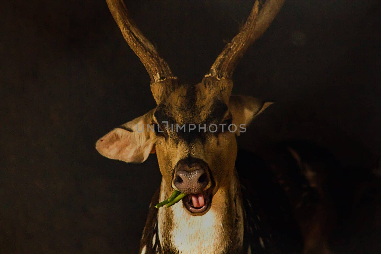 The chital or cheetal also known as the spotted deer, chital deer and axis deer, is a deer species native to the Indian subcontinent.