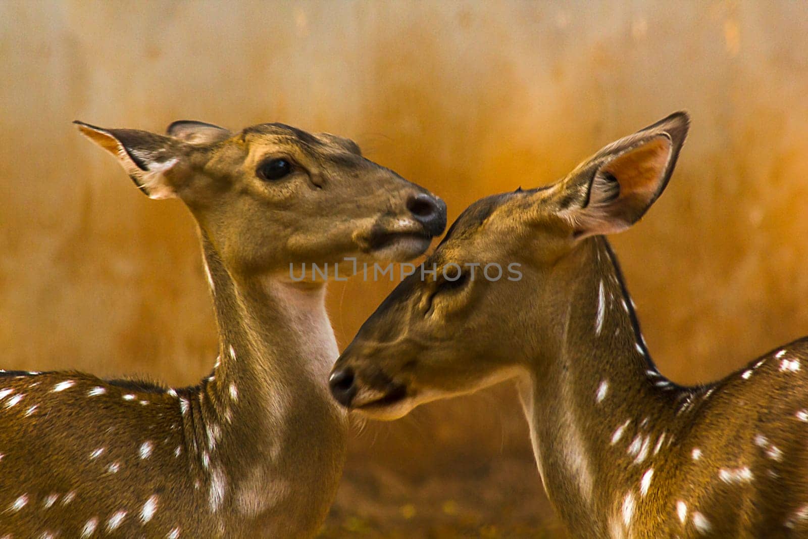 The chital or cheetal also known as the spotted deer, chital deer and axis deer, is a deer species native to the Indian subcontinent.