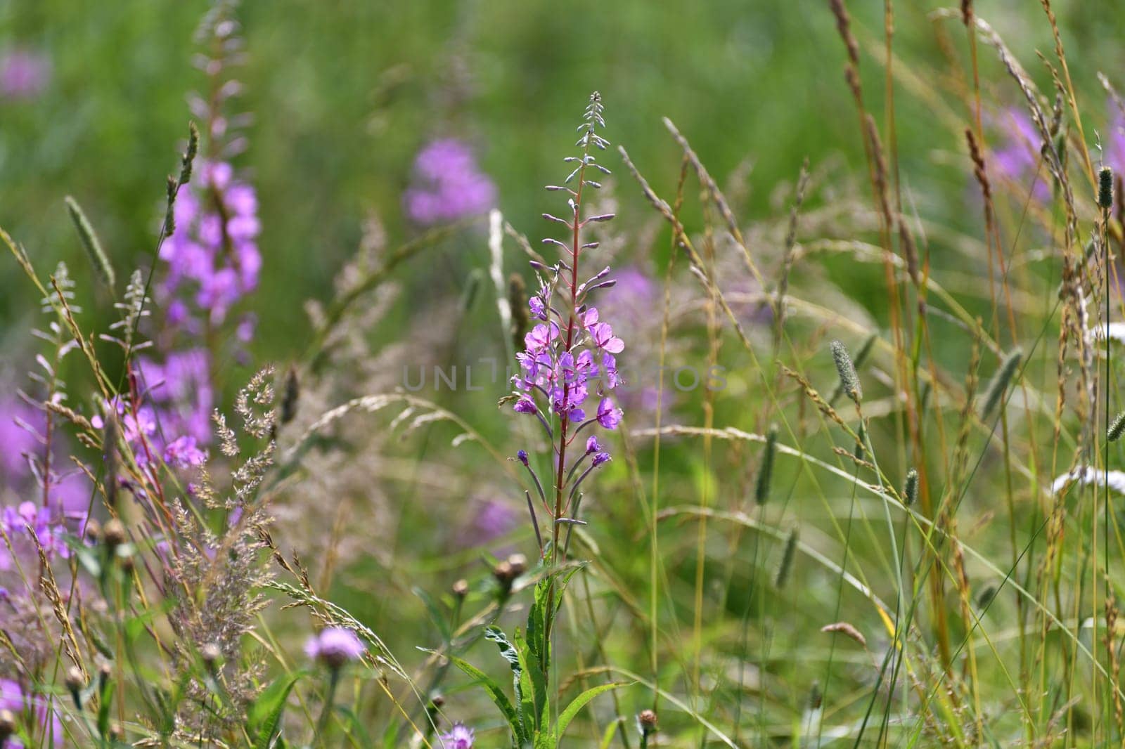 Blooming Sally - wild plant with a pink flowers