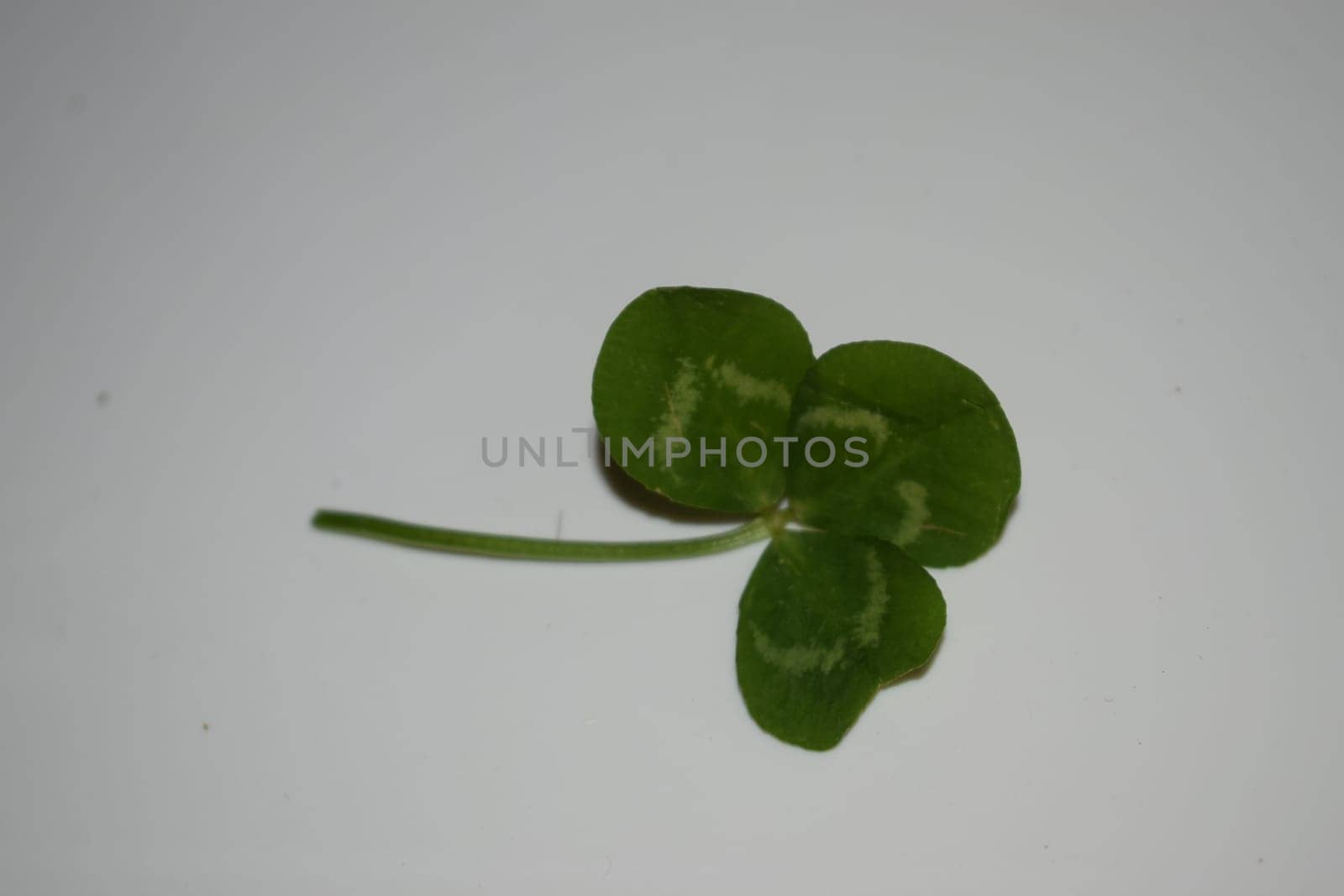sprig of green clover leaves on a light green background, Patrick day. High quality photo