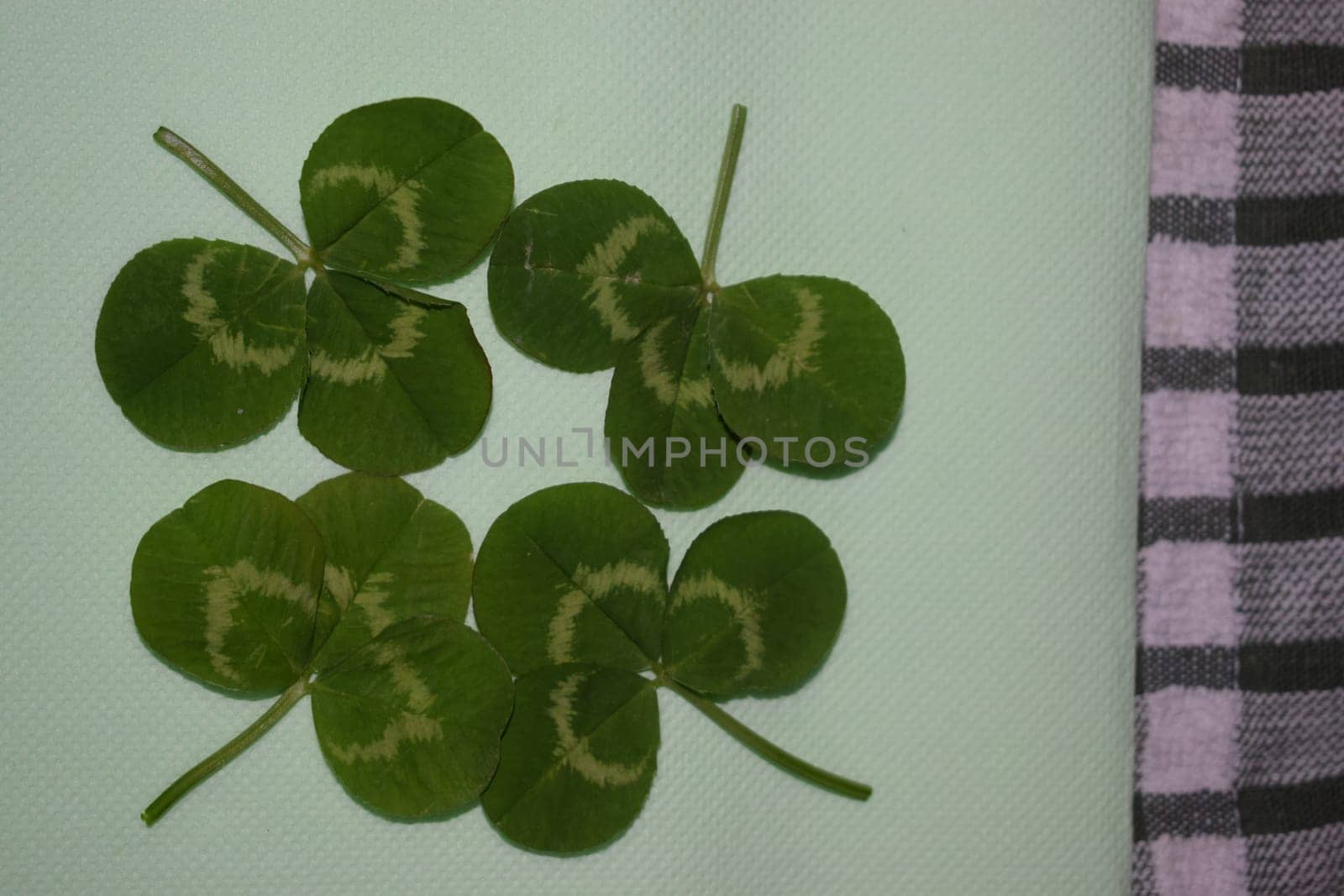 sprigs of green clover leaves on a light green background, Patrick day. High quality photo