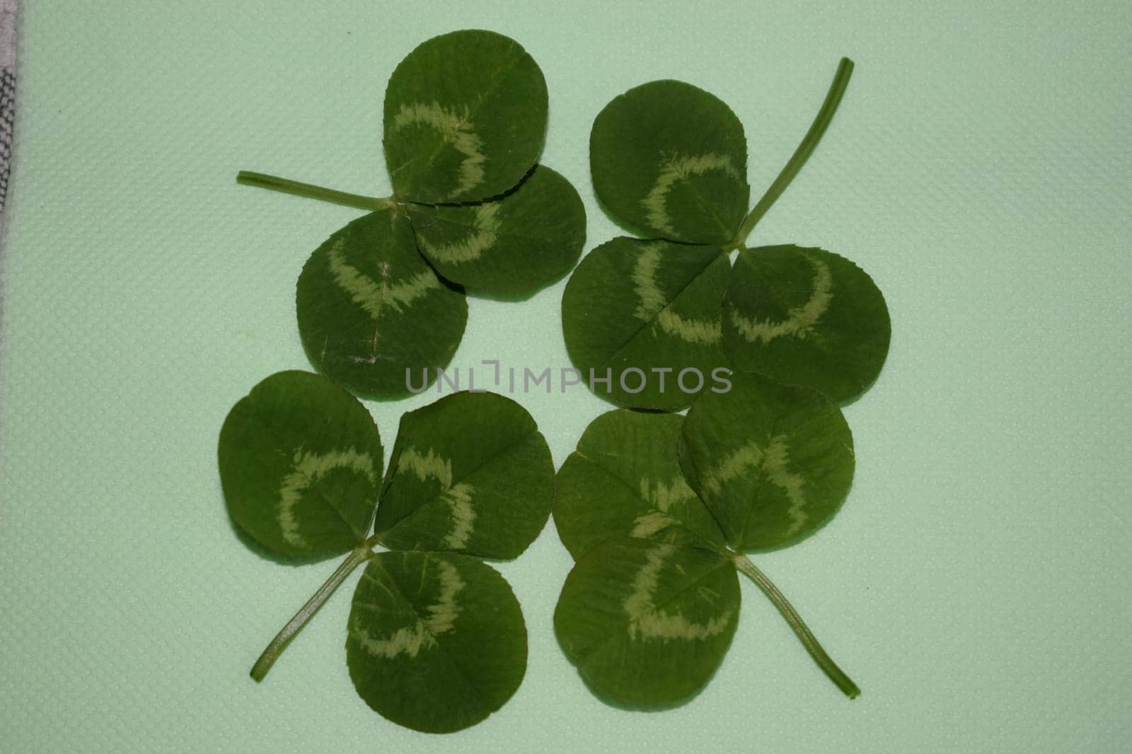 sprig of green clover leaves on a light green background, Patrick day. High quality photo