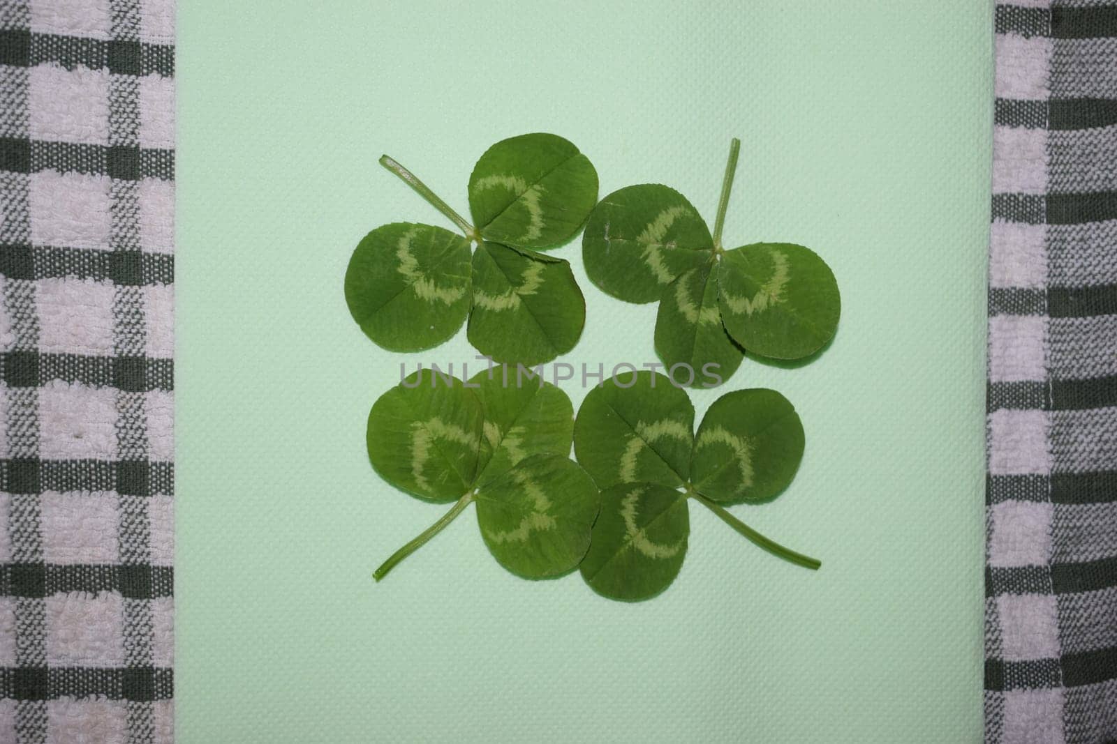 sprig of green clover leaves on a light green background, Patrick day. High quality photo