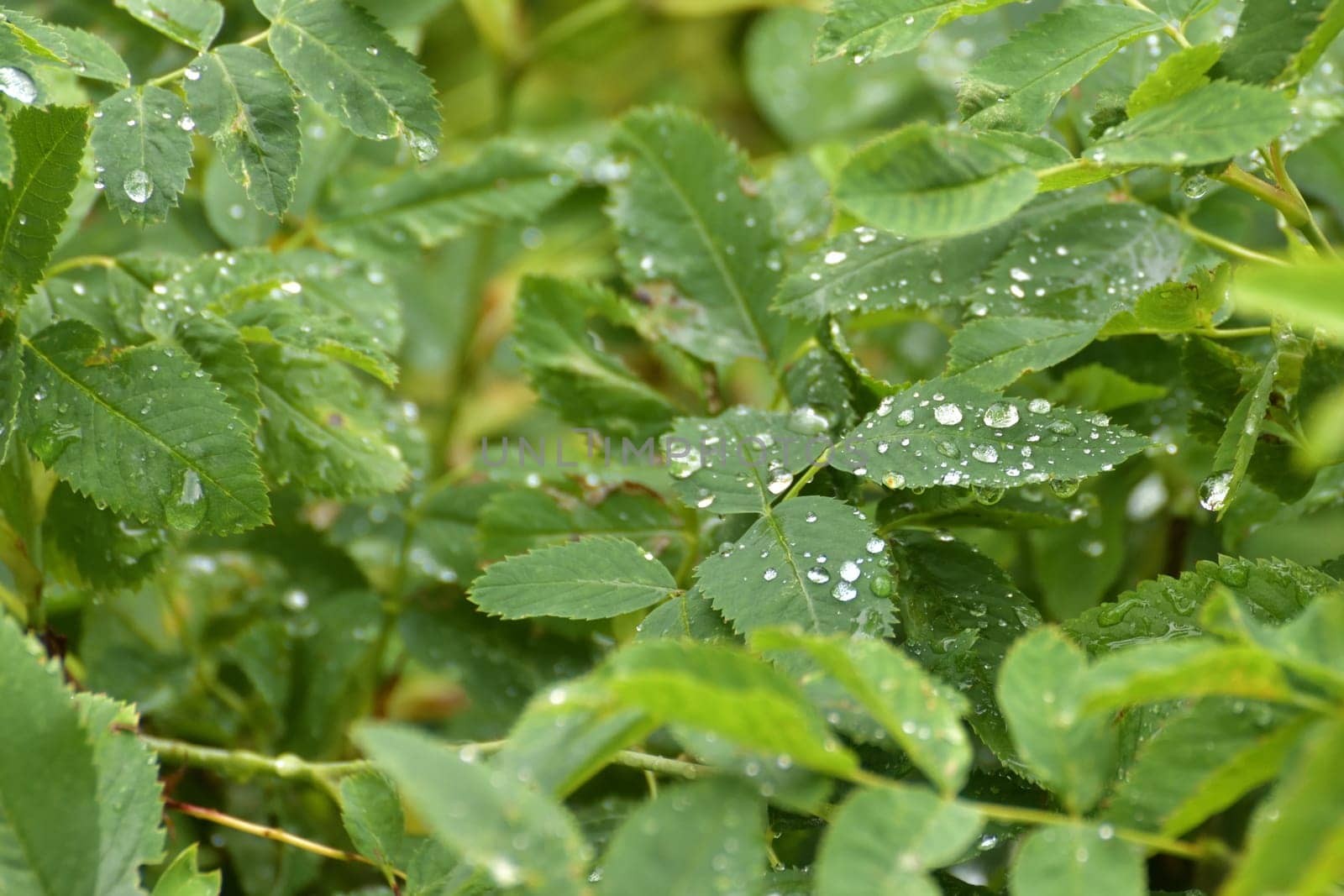 Drops of water on rosehip leaves