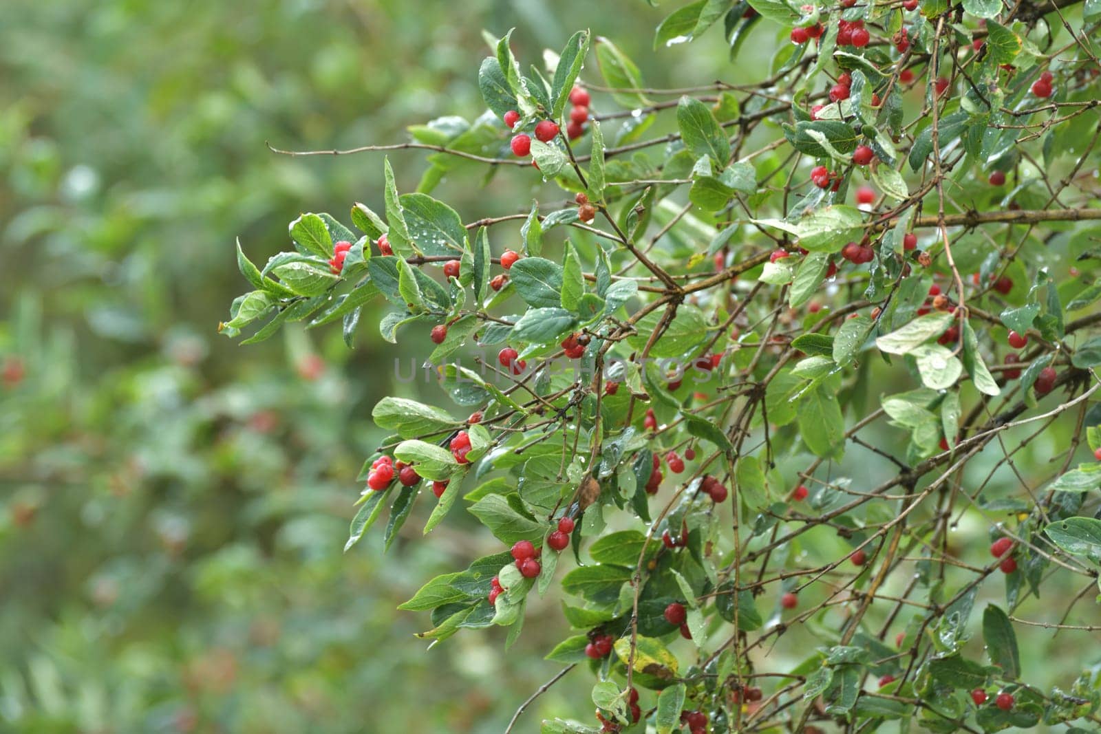 Honeysuckle with a red berries in raindrops