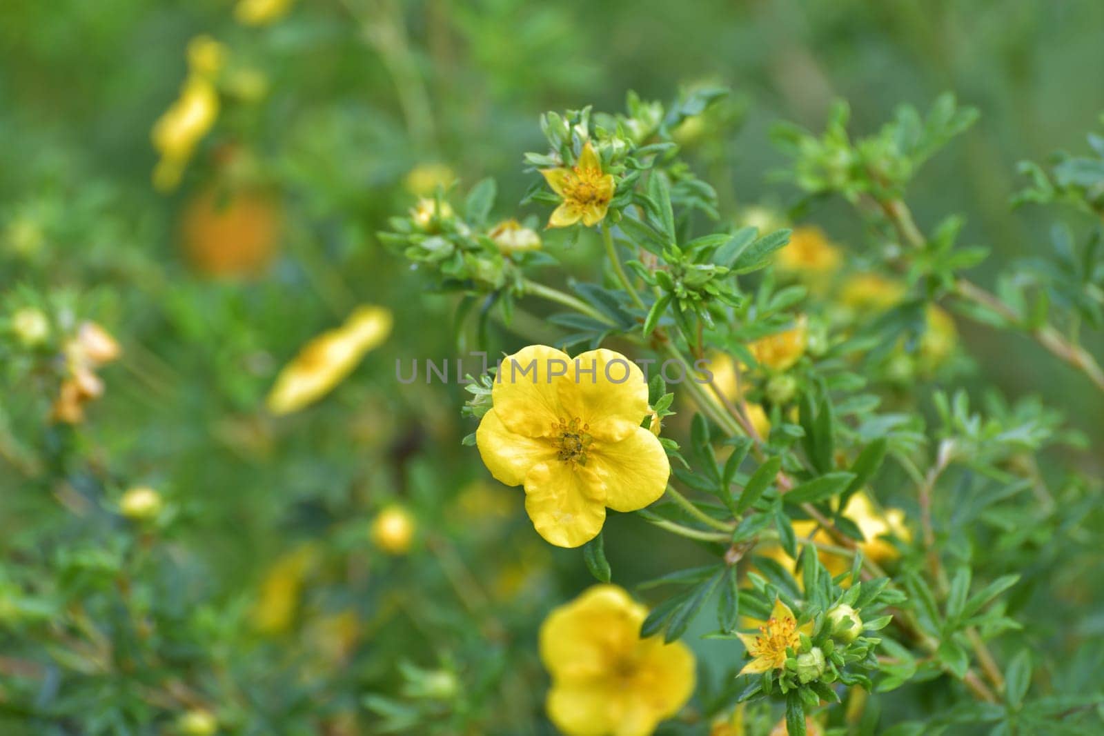 Tormentil or Potentilla erecta flower, selective focus by olgavolodina