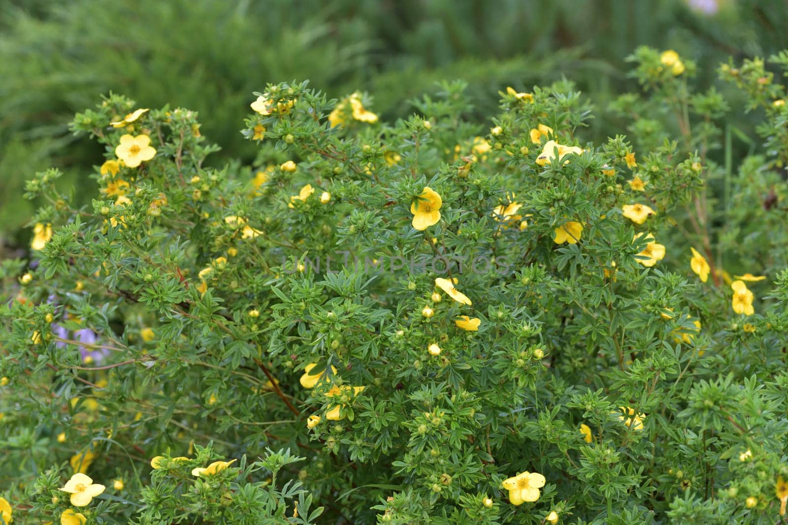 Tormentil or Potentilla erecta flower,