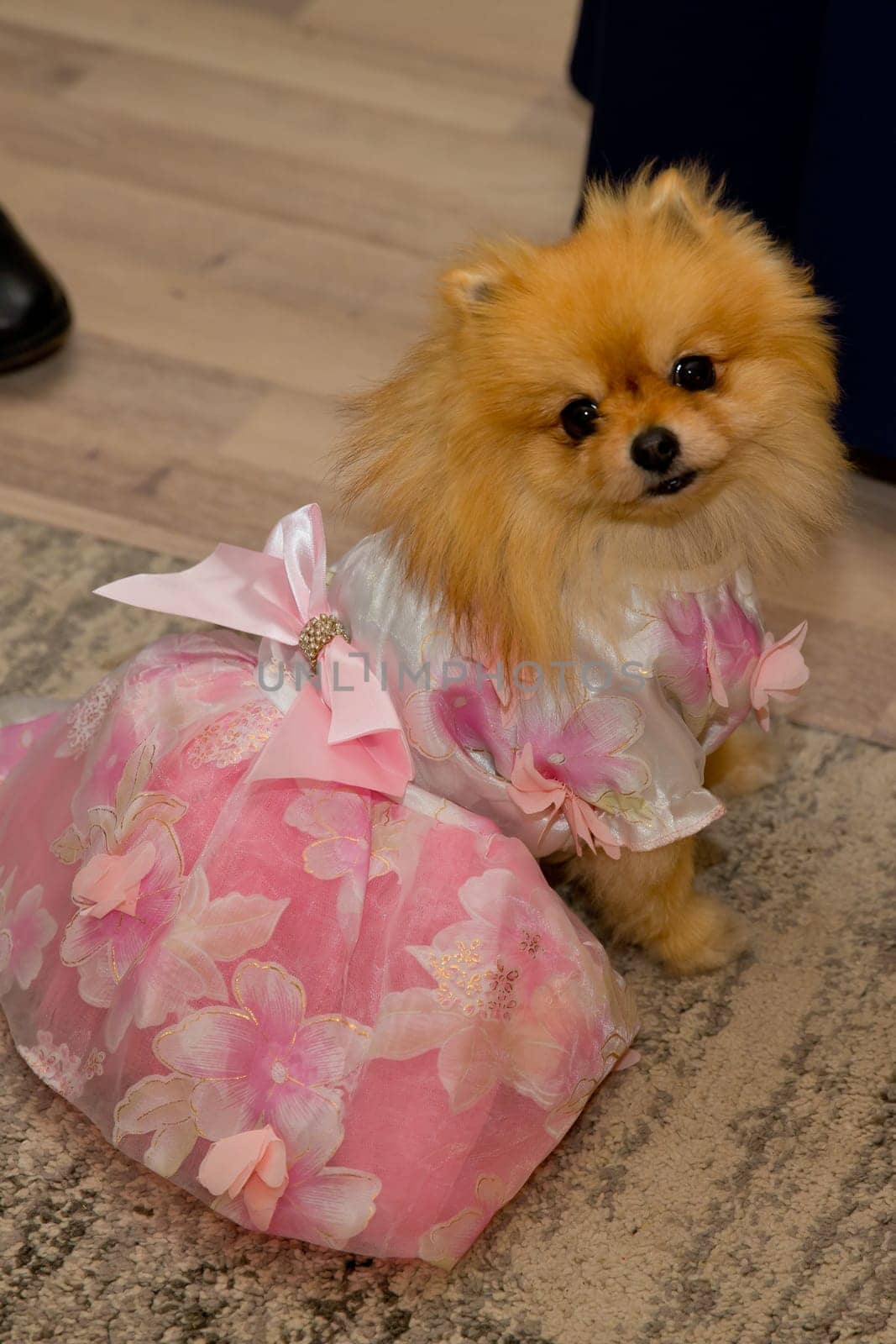 Small Spitz dog in a wedding dress.