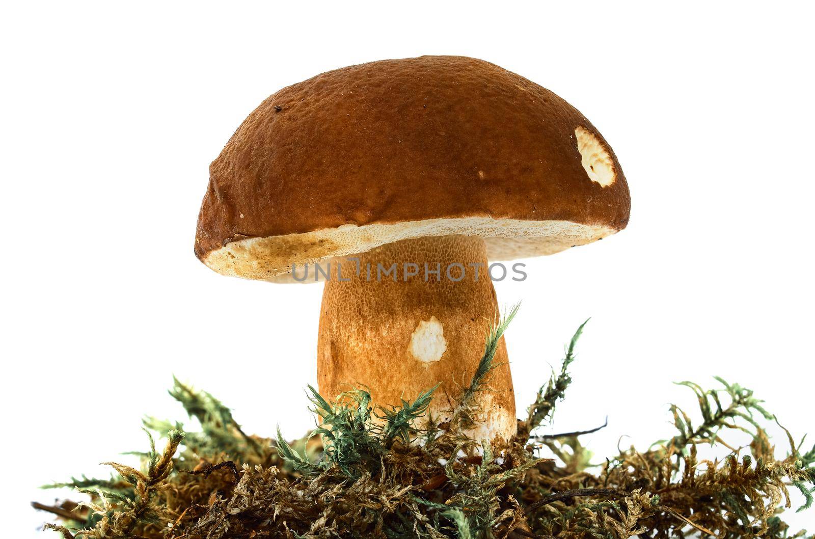 Beautiful boletus mushroom on moss. Isolated on studio white background