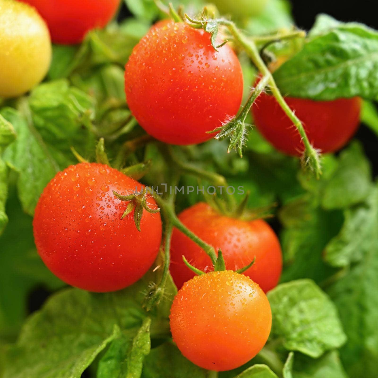 Cherry bush tomatoes - healthy vegetables - healthy food. Beautiful fresh red tomatoes on a twig.