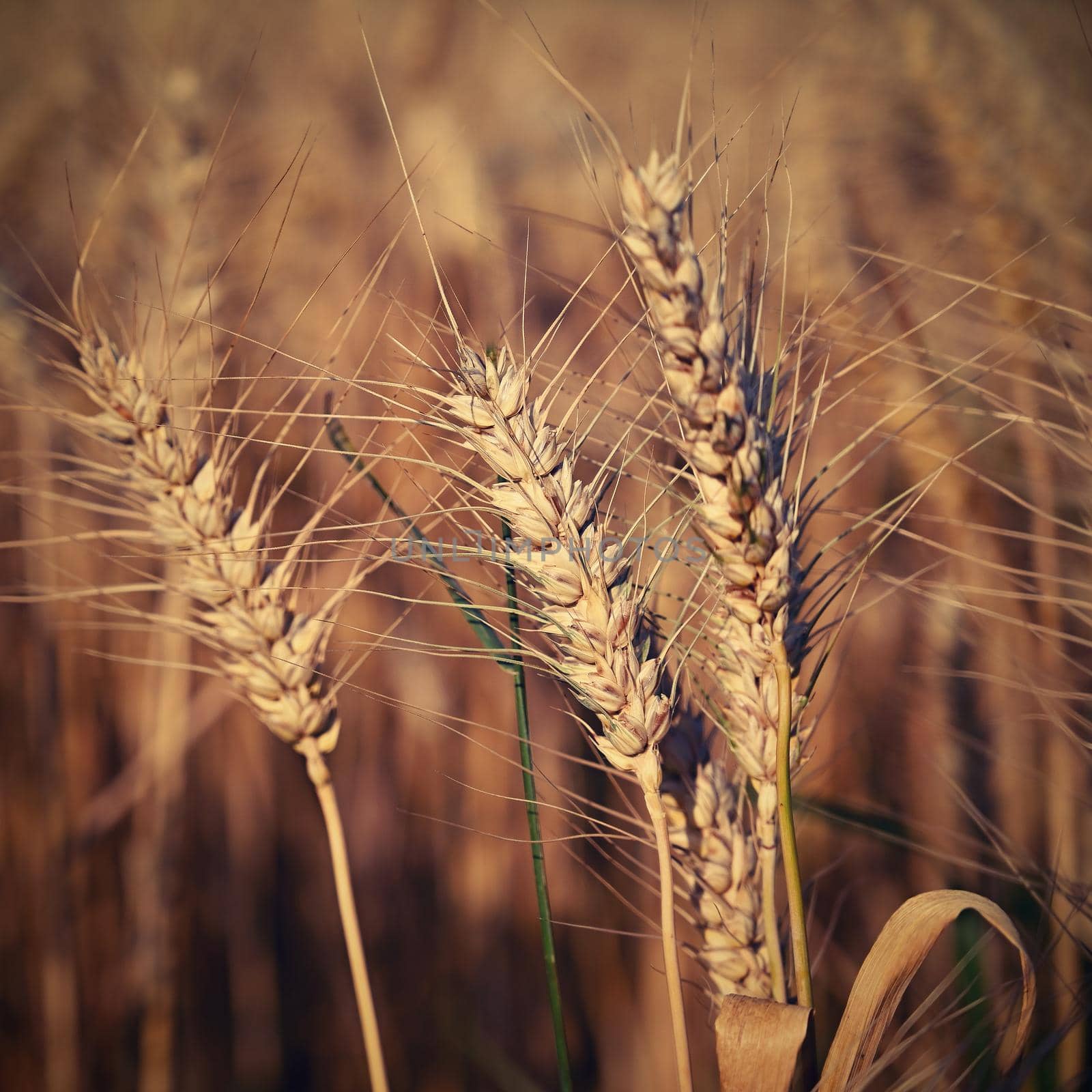 Beautiful detail of corn grown on field. Background and concept for agriculture and nature.