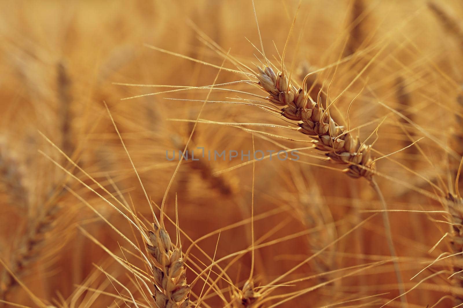 Beautiful detail of ripening wheat in a field. Natural colour background at sunset with blue sky.
