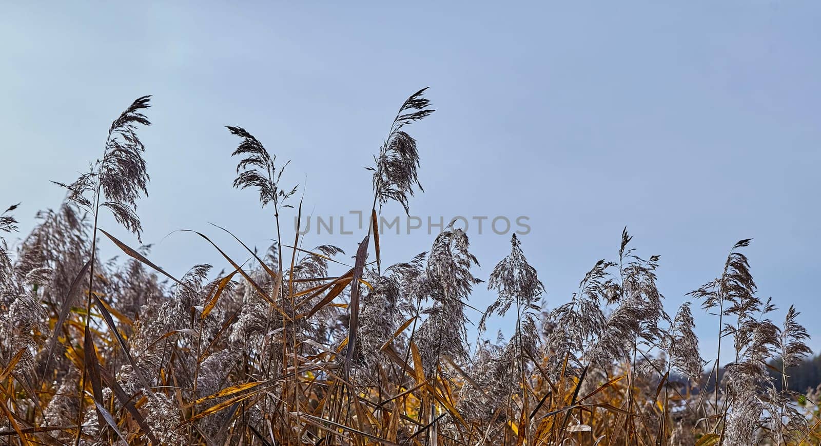 Red calamus against the sky on the shore of the lake. High grass.