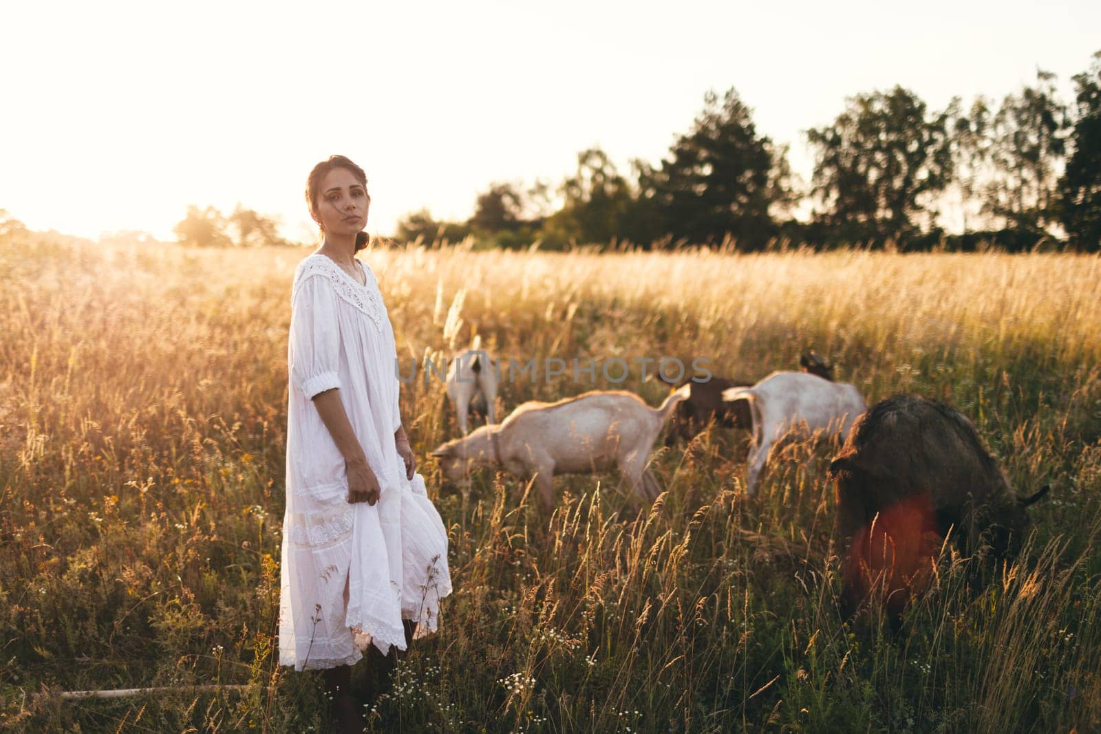 Young woman in white dress is walking with goats on the meadow at sunset. Attractive female farmer feeding her goats on her small business organic farm by sarymsakov