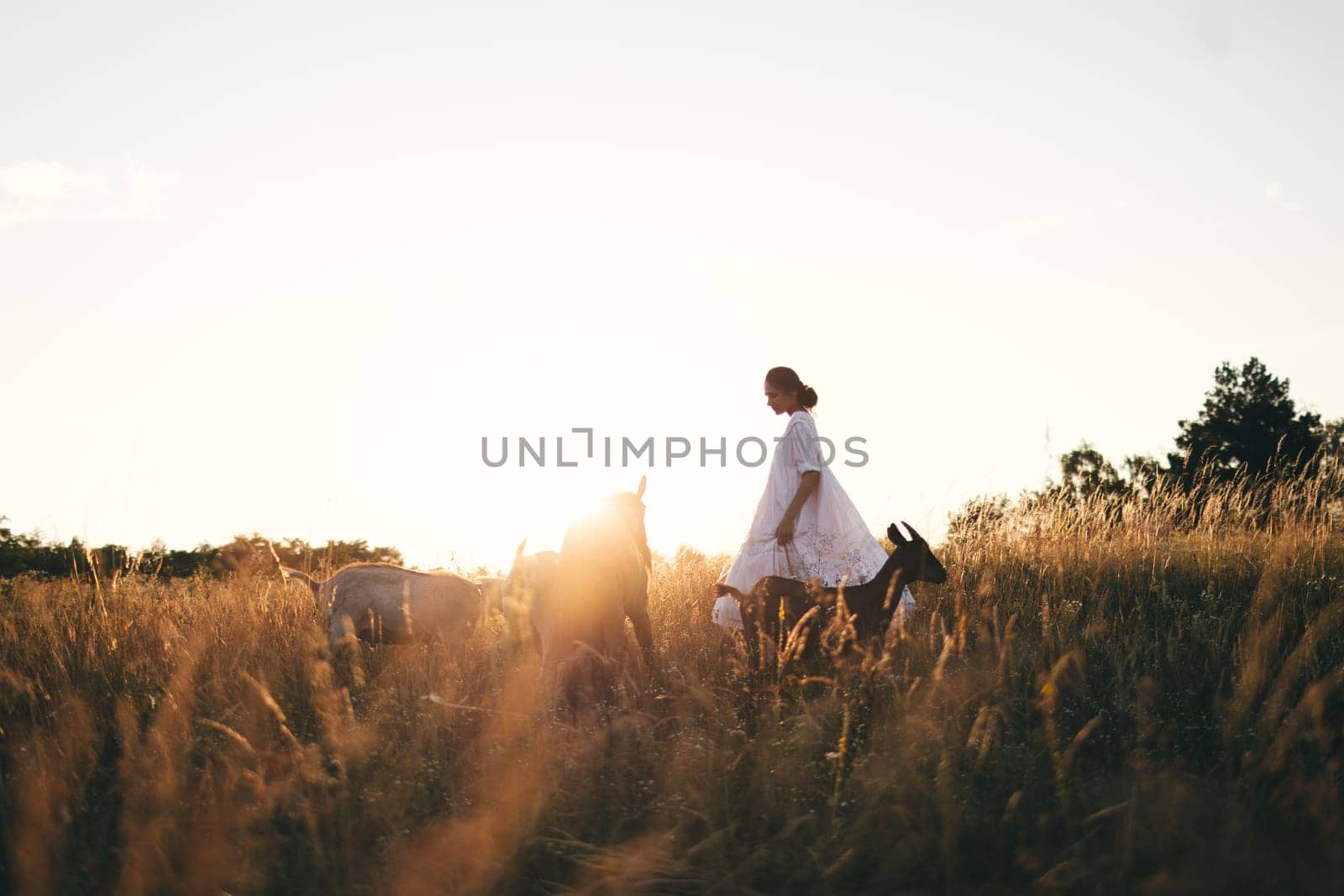 Young woman in white dress is walking with goats on the meadow at sunset. Attractive female farmer feeding her goats on her small business organic farm by sarymsakov
