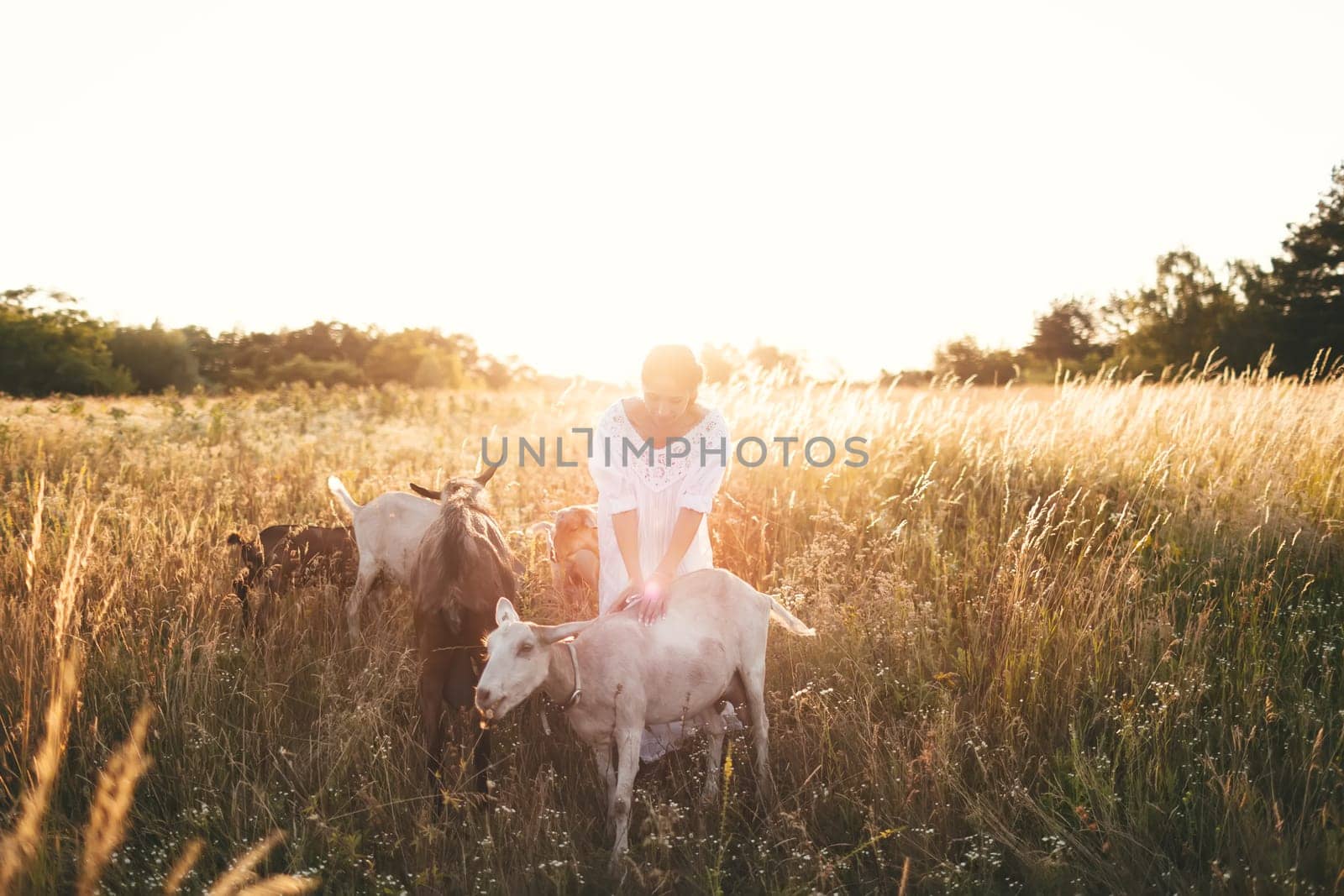 Young woman in white dress is walking with goats on the meadow at sunset. Attractive female farmer feeding her goats on her small business organic farm.