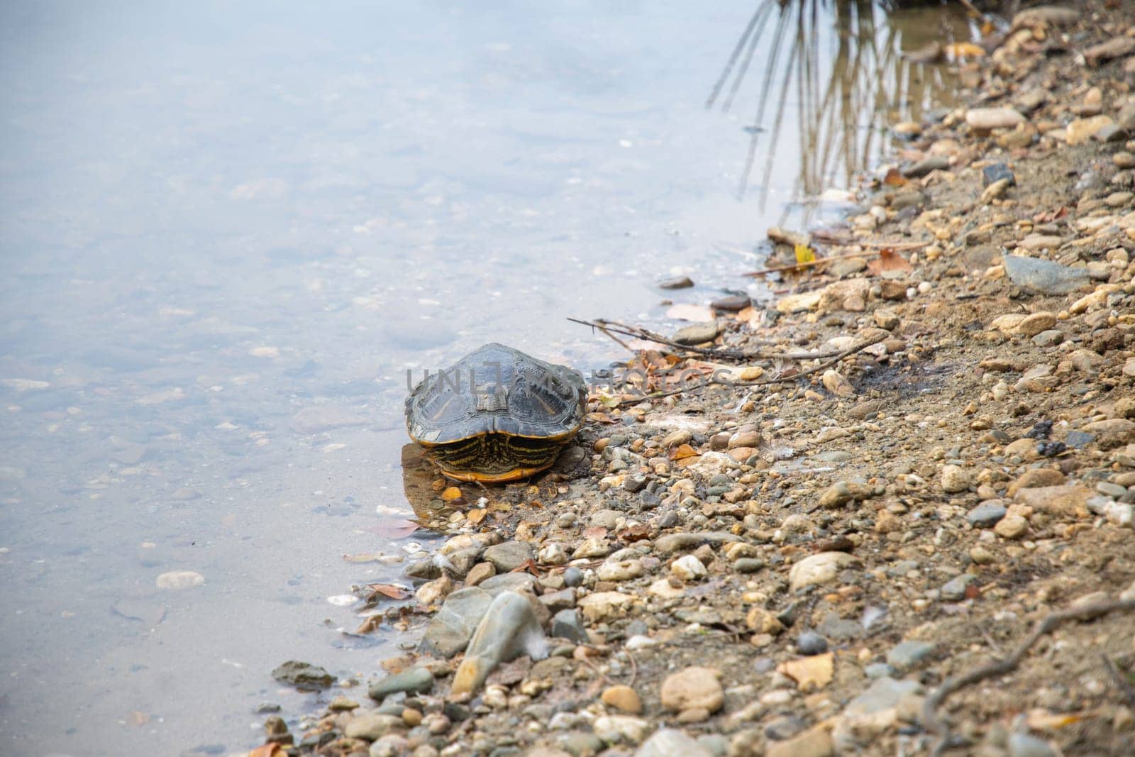 portrait of freshwater pond turtle with yellow stripes and brown shell, on the rocks near the pond,exotic pet, High quality photo