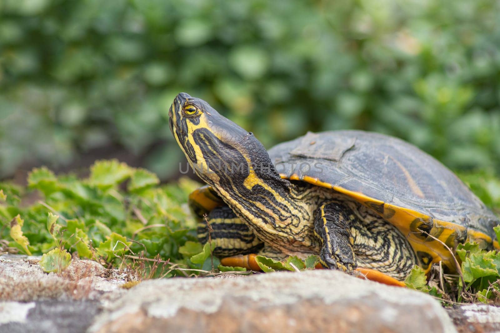 portrait of freshwater pond turtle with yellow stripes and brown shell,among the green grass near the pond,exotic pet, High quality photo