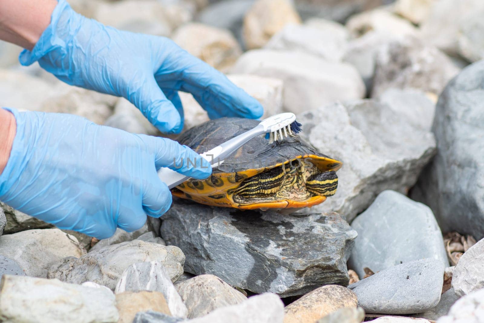 a veterinarian in blue medical gloves cleans the shell of a pond turtle from dirt hygiene and pet care, High quality photo