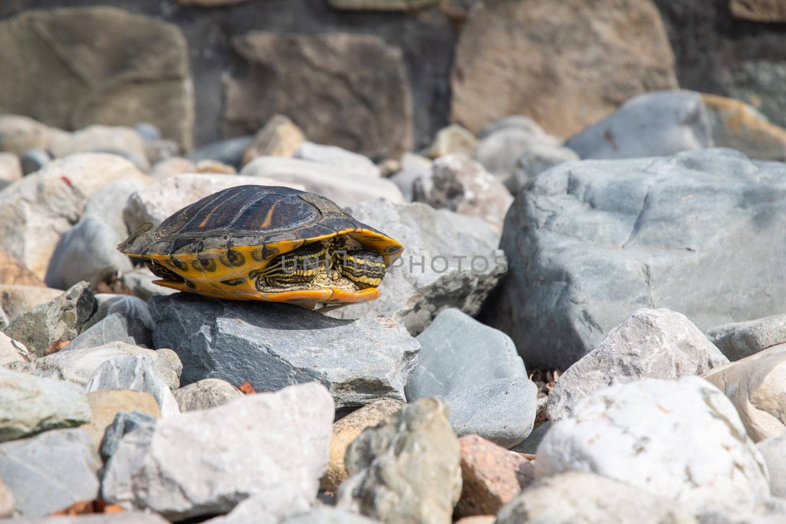 portrait of freshwater pond turtle with yellow stripes and brown shell, on the rocks near the pond,exotic pet, High quality photo