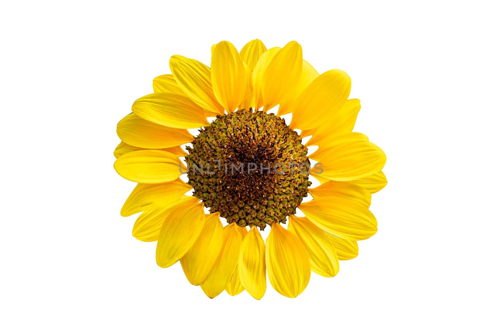 Sunflower isolated on white background with clipping path.