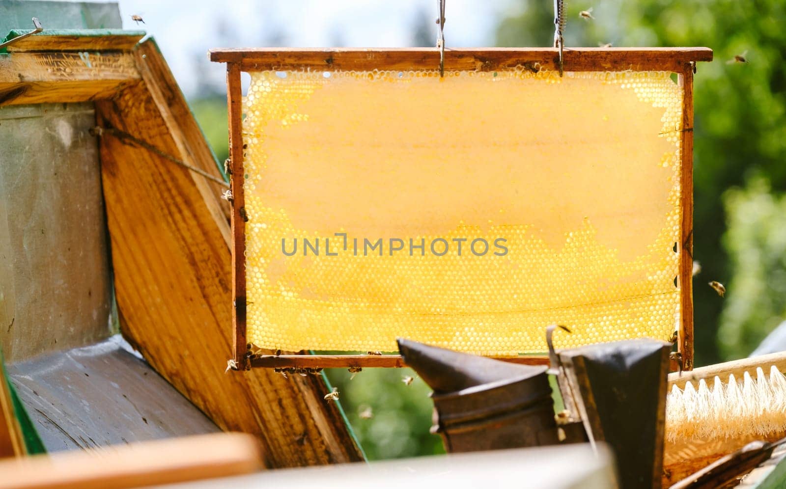 Beautiful frame honeycomb without bees close-up. A swarm of bees crawls through the combs collecting honey. Beekeeping, wholesome food for health. download photo