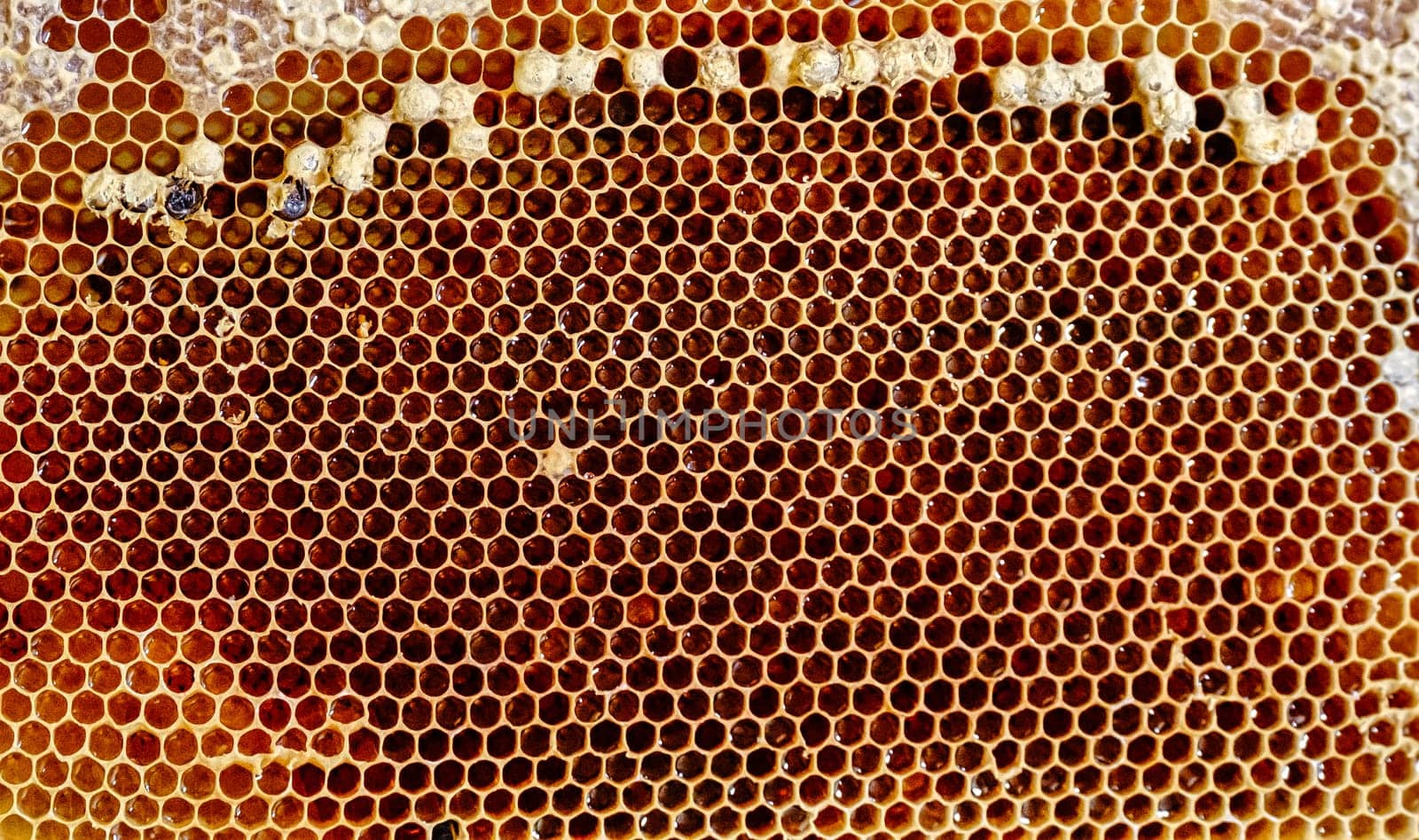 Honeycomb. Photo of honey cells filled with fresh honey. Concept of beekeeping. download photo