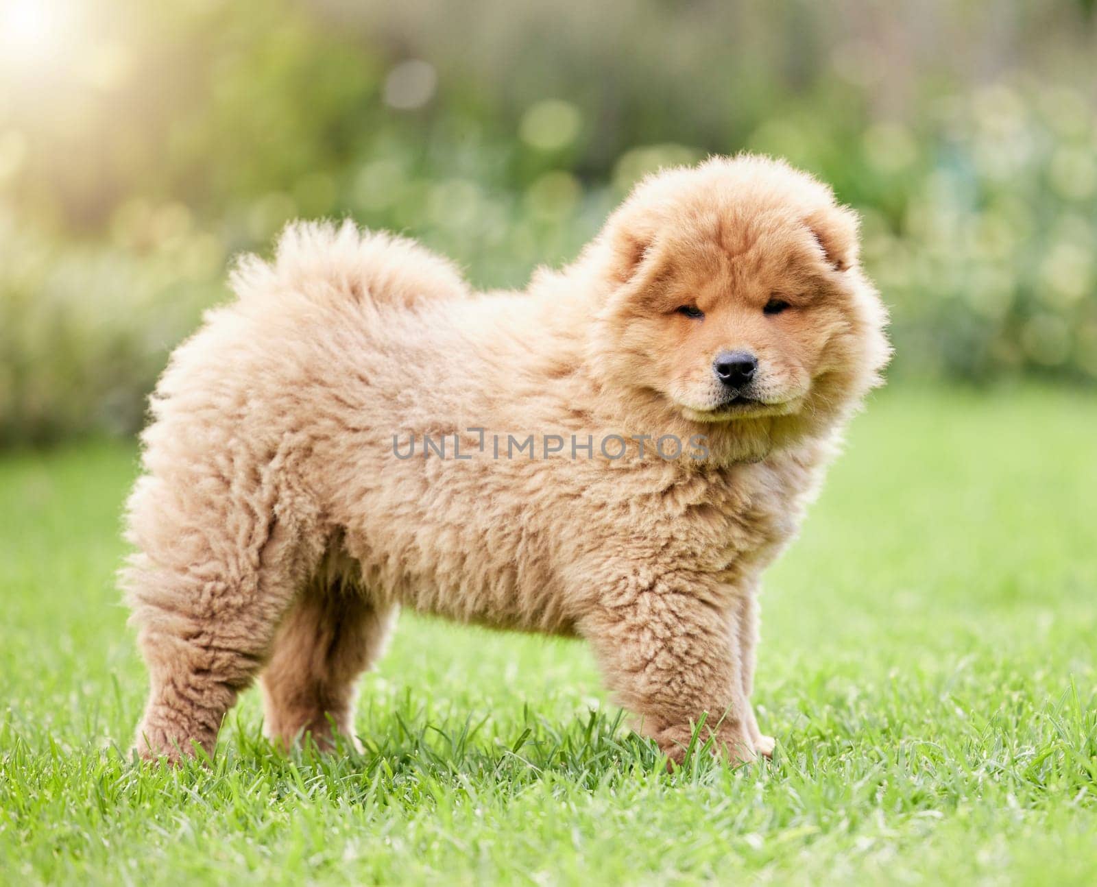 Cute, pets and grass with portrait of dog on backyard lawn for animals, fluffy and mammal. Summer, environment and nature with chow chow puppy on outdoor field for playful, relax and purebred.